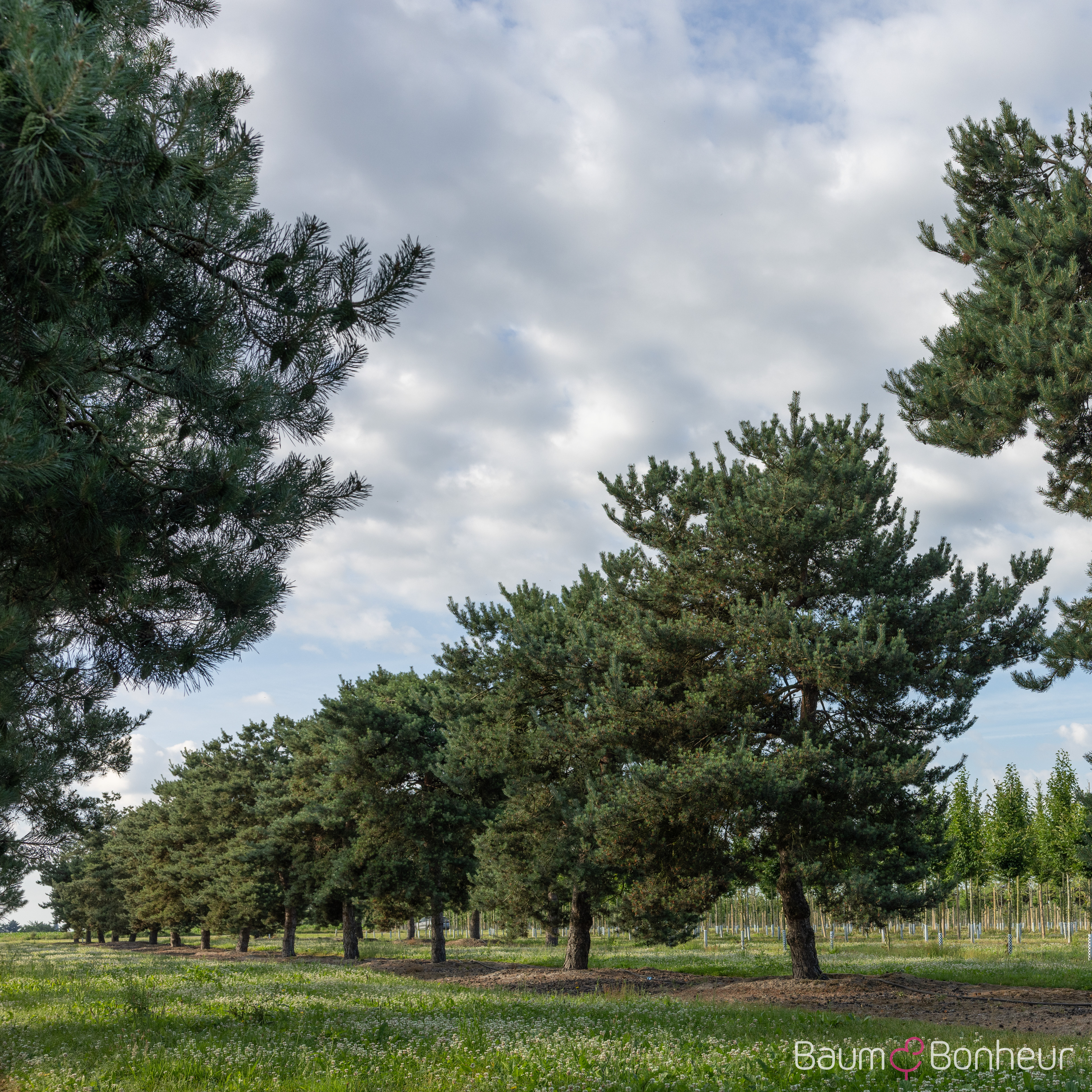 Pinus sylvestris