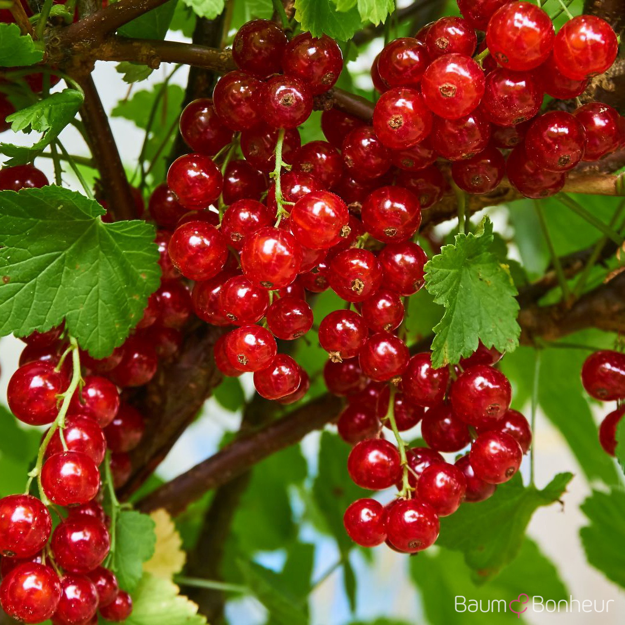 Ribes rubrum 'Jonkheer van Tets'