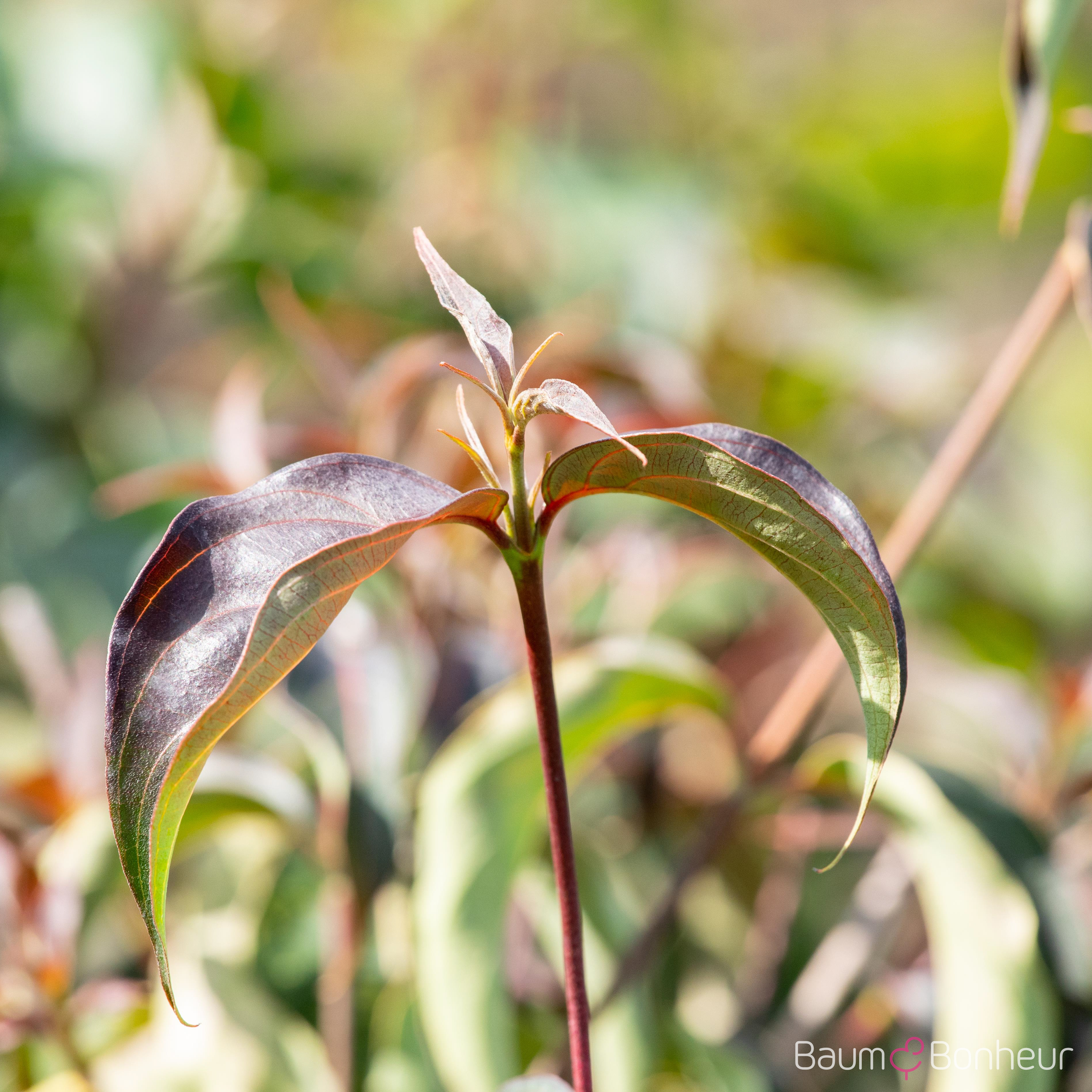 Cornus kousa 'Cappuccino'