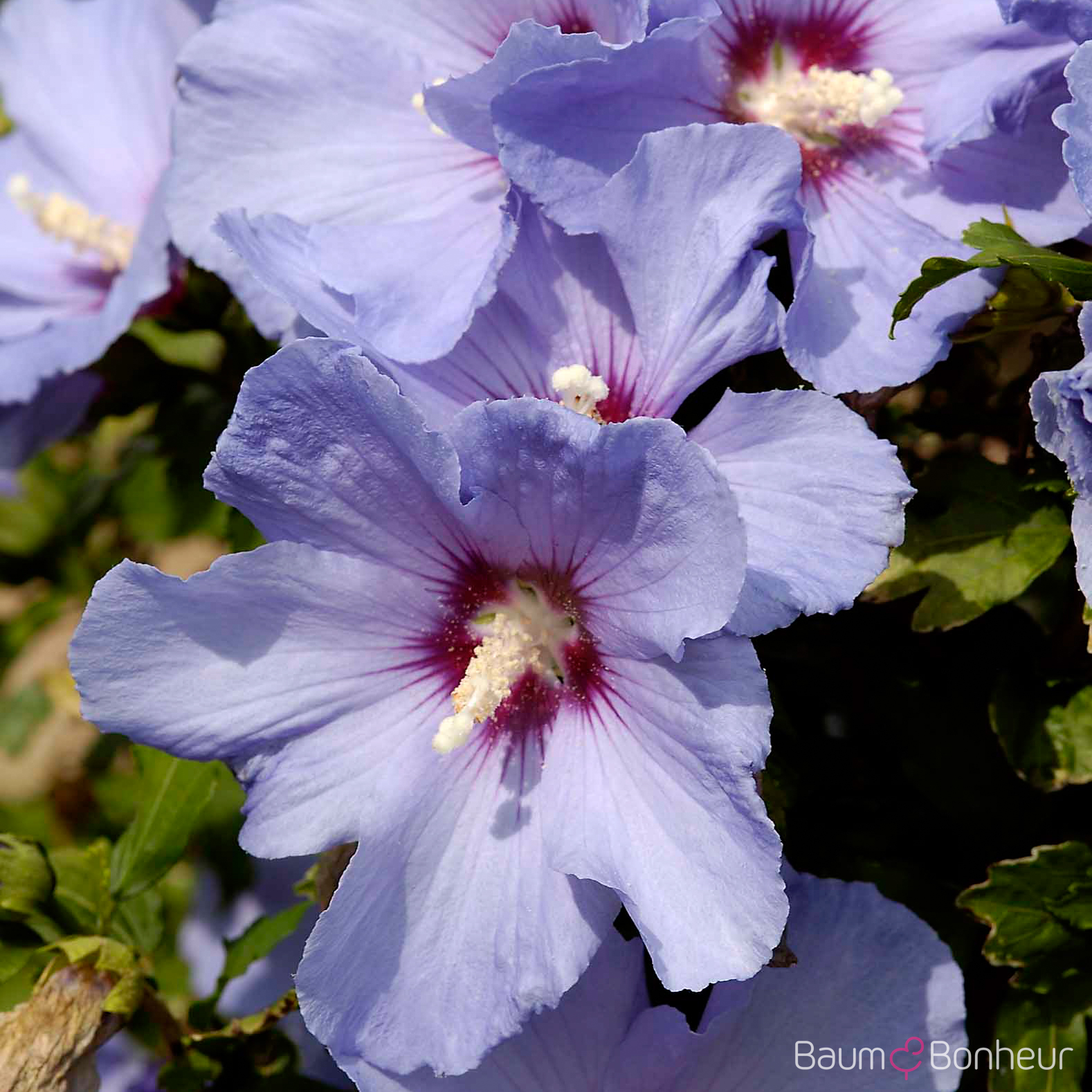 Hibiscus syriacus 'Oiseau Bleu'