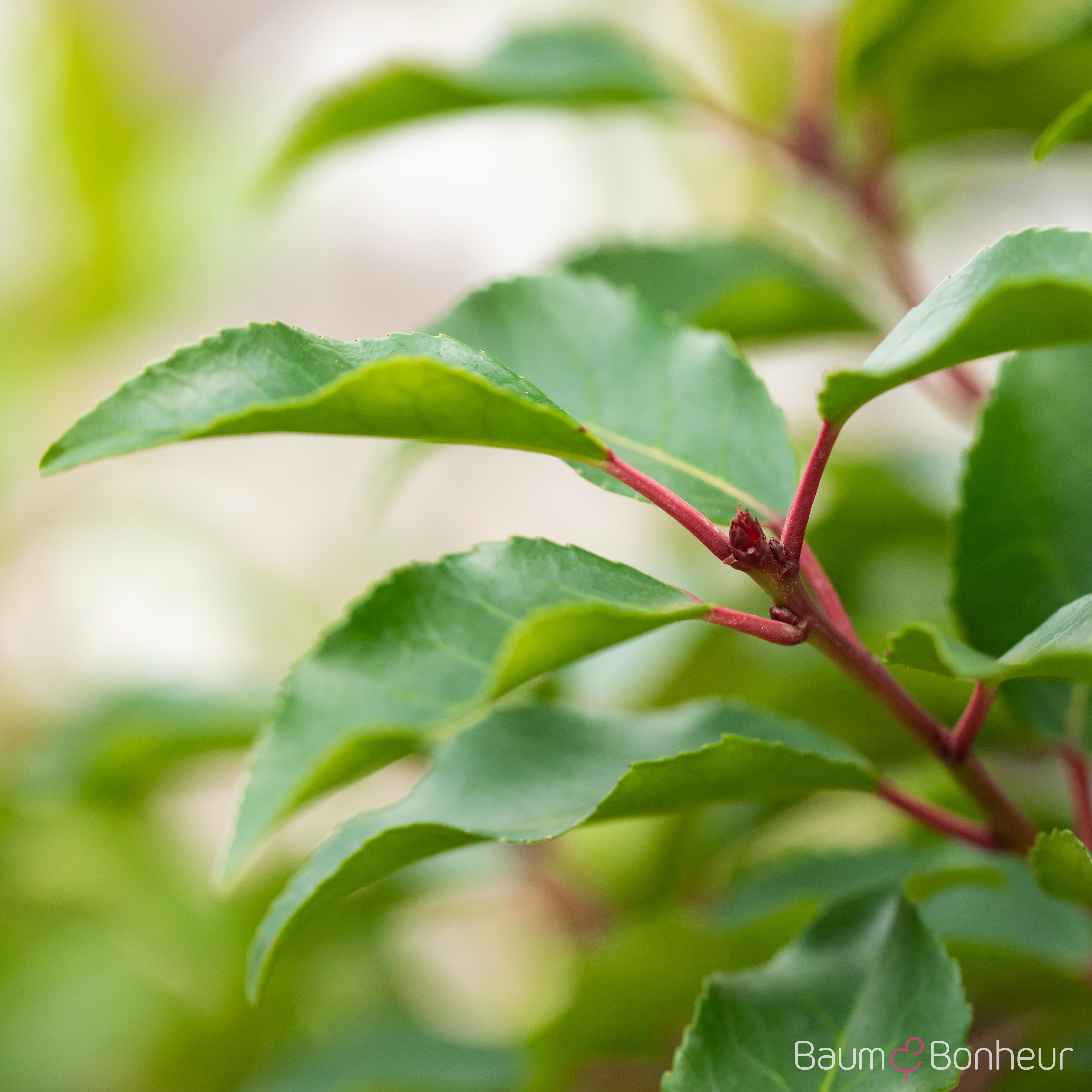 Prunus lusitanica 'Angustifolia'