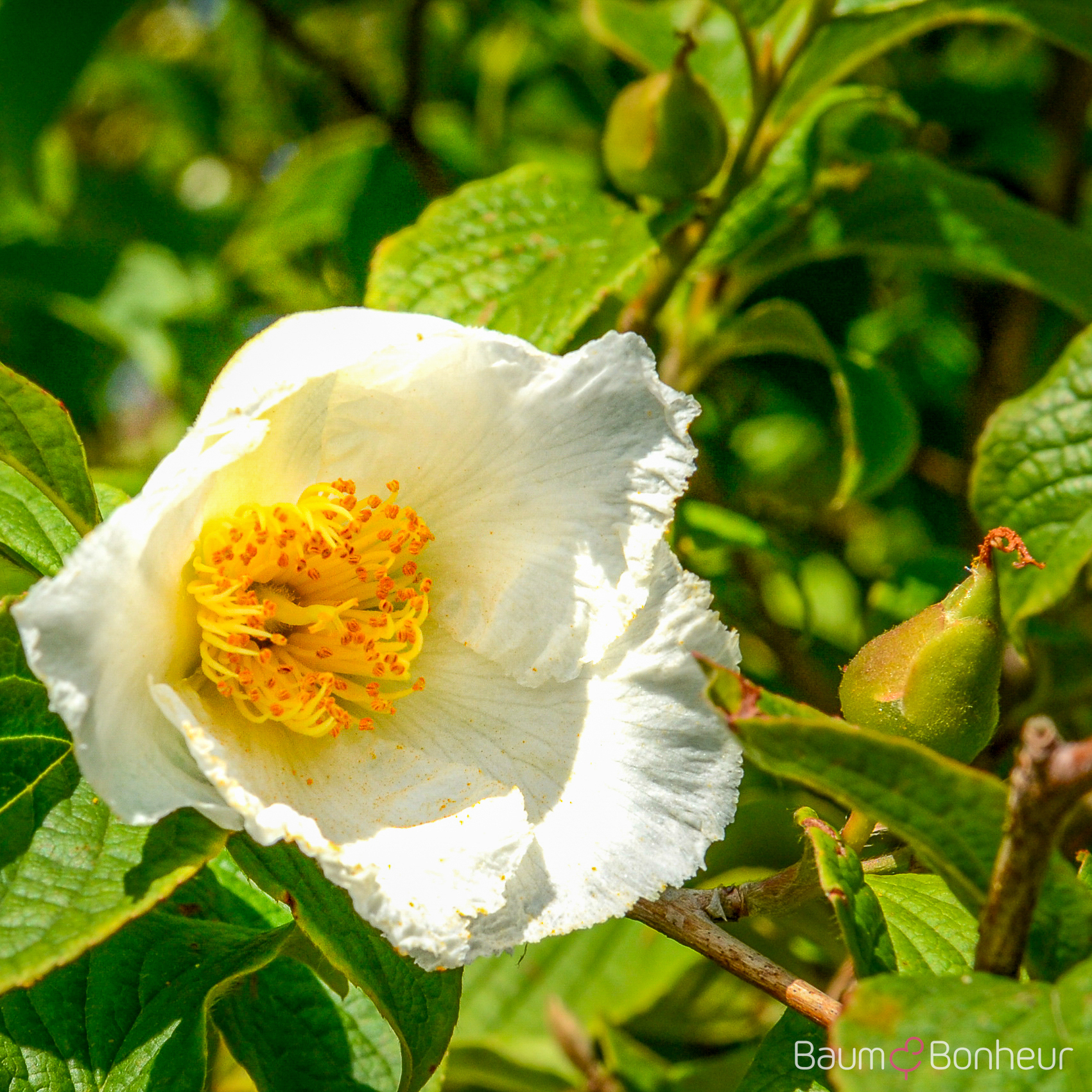 Stewartia pseudocamellia