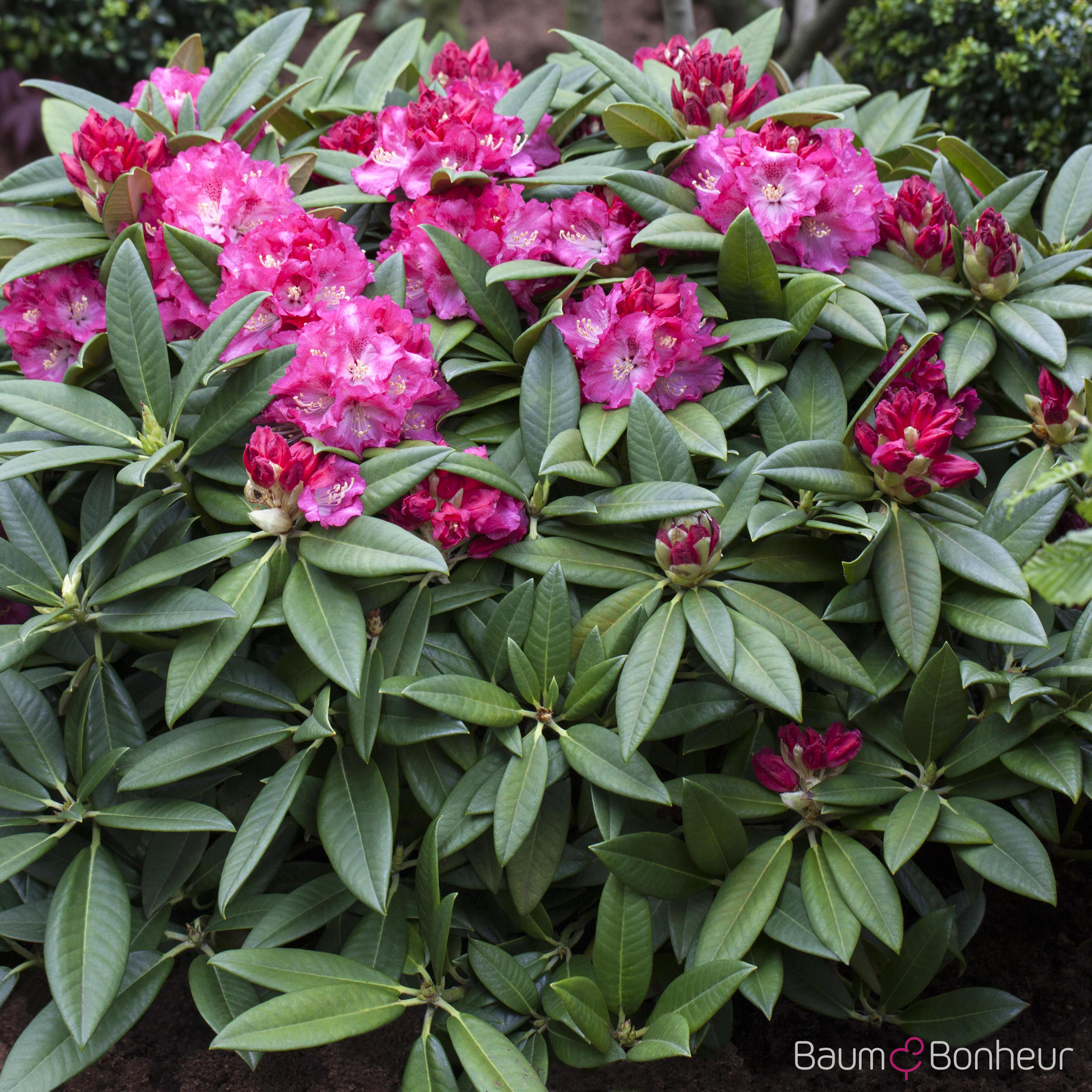 Rhododendron 'Berliner Liebe'