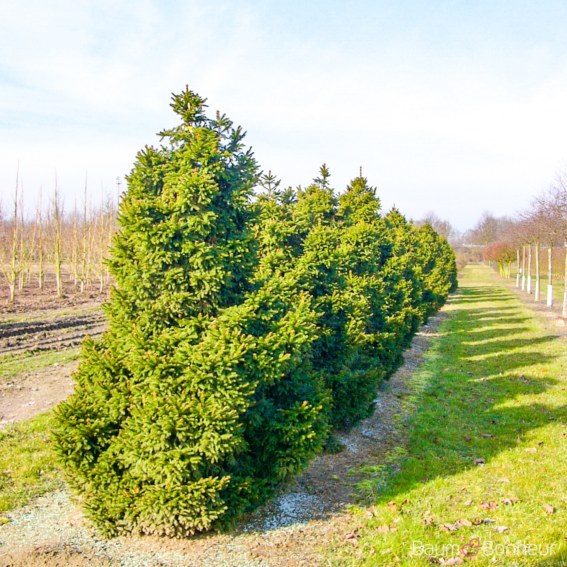 Picea abies 'Pygmaea'