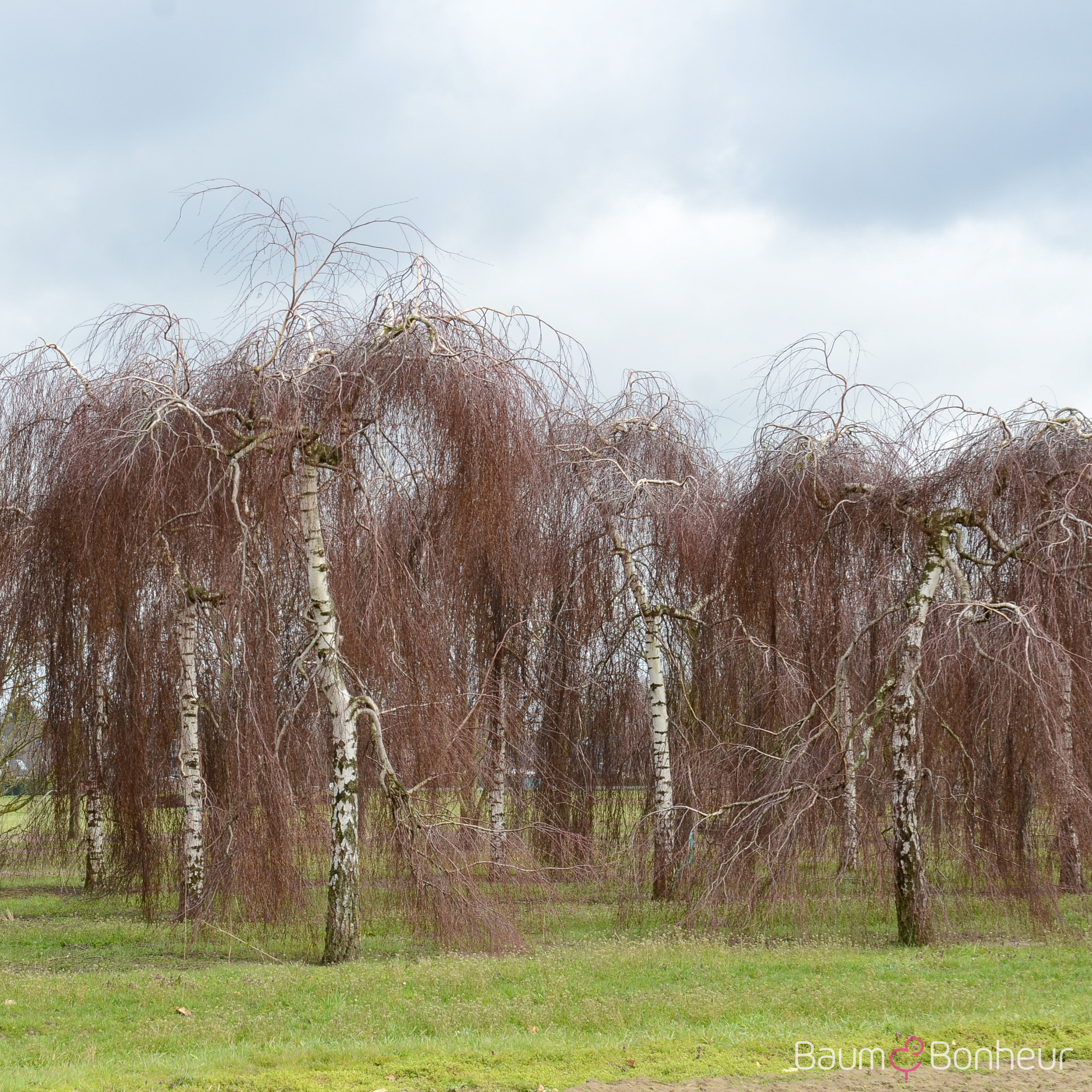 Betula pendula 'Youngii'