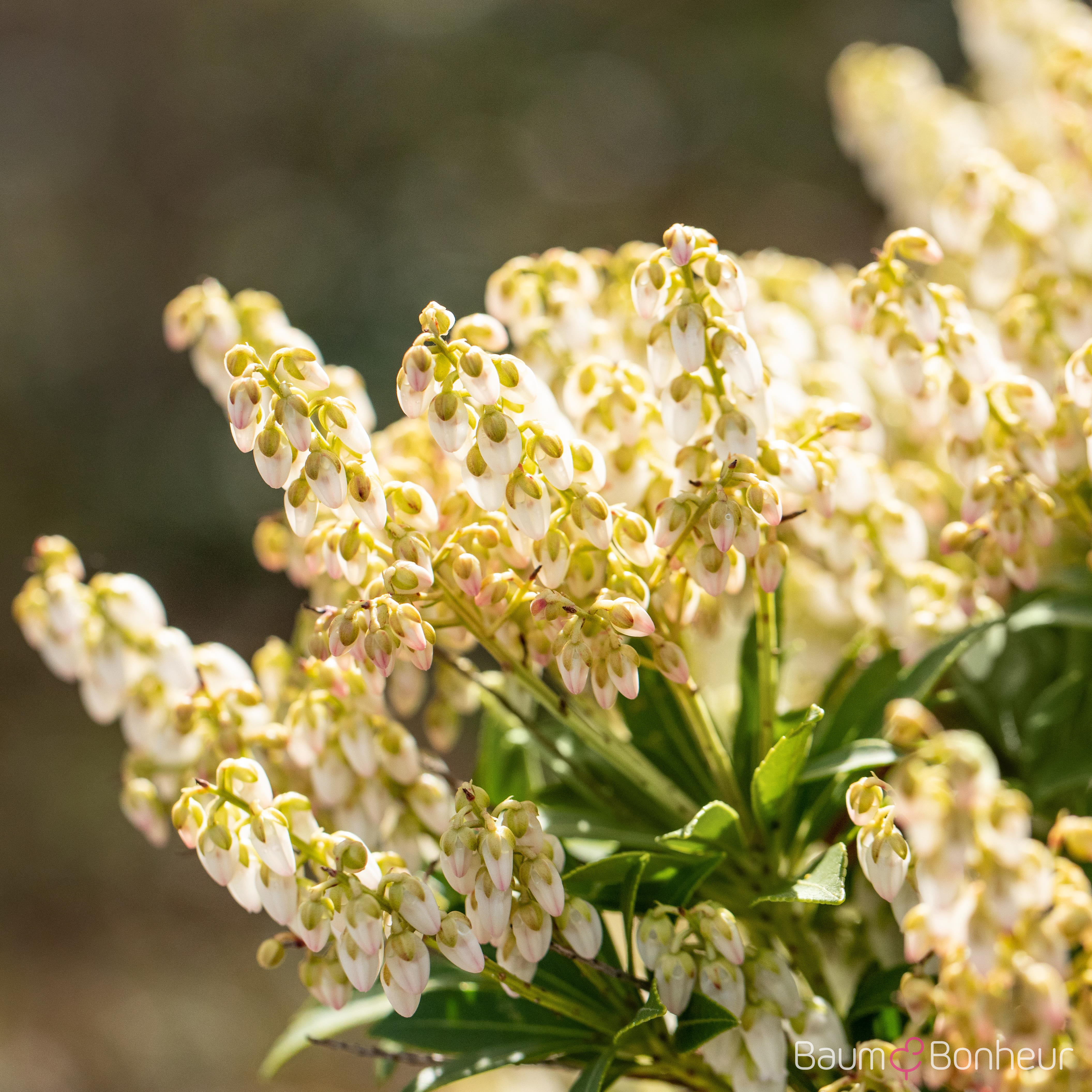 Pieris japonica 'Debutante'