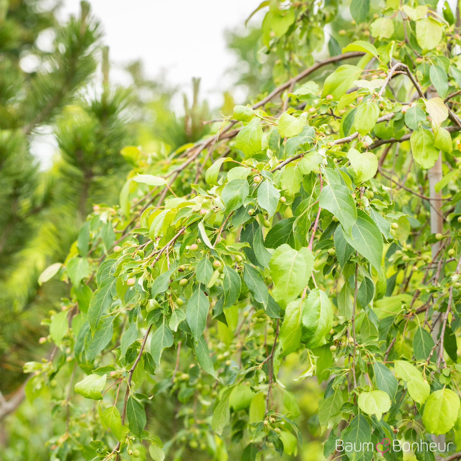 Malus 'Red Jade'