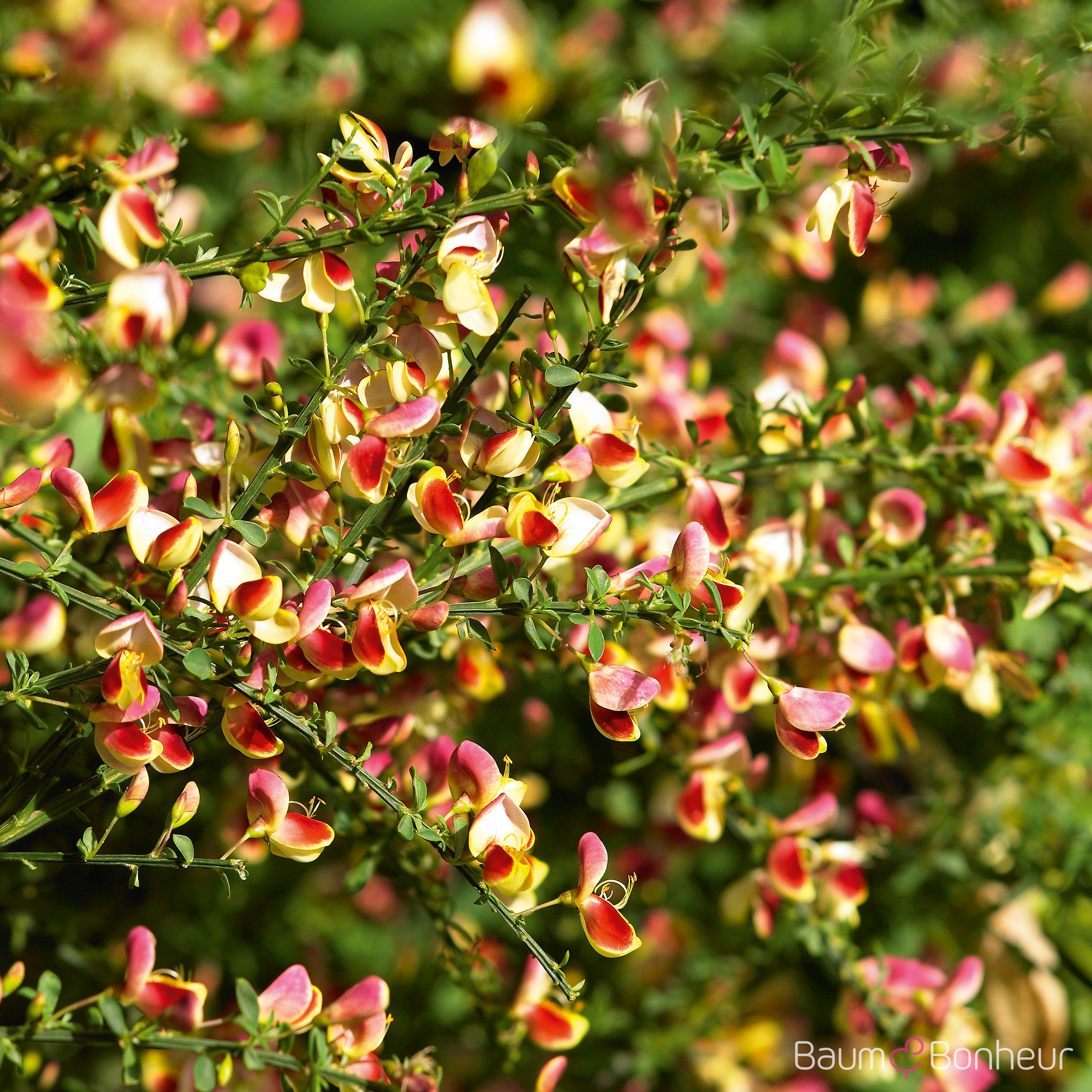 Cytisus scoparius 'Burkwoodii'