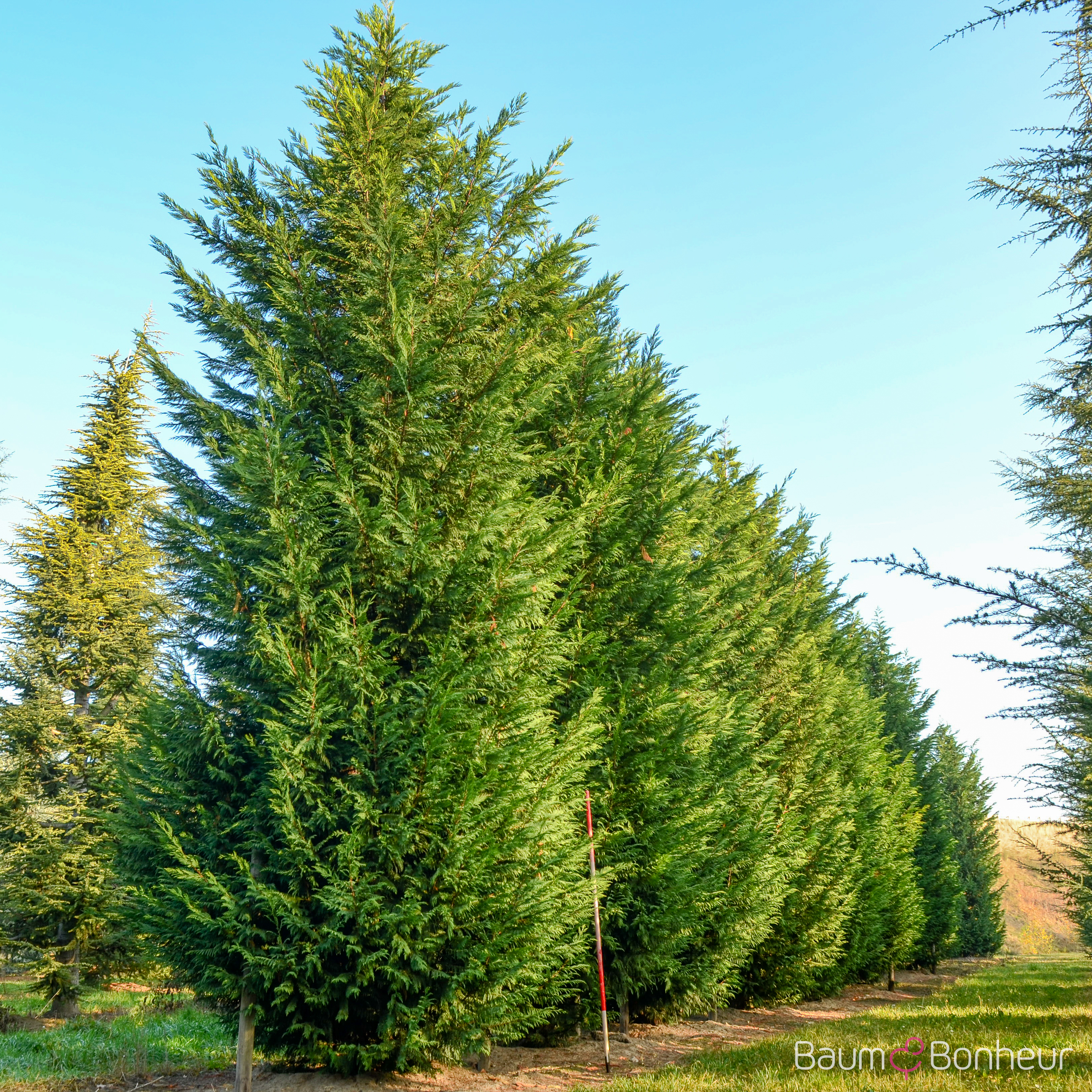 Cupressocyparis leylandii