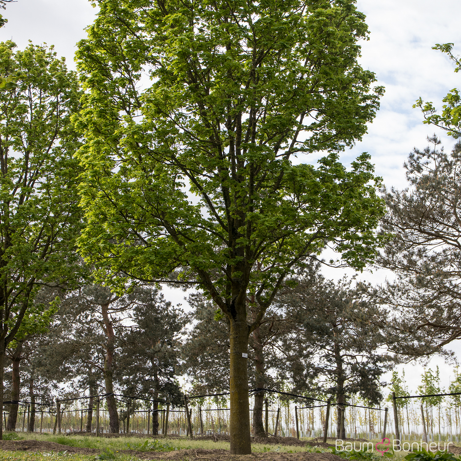 Acer platanoides 'Columnare'