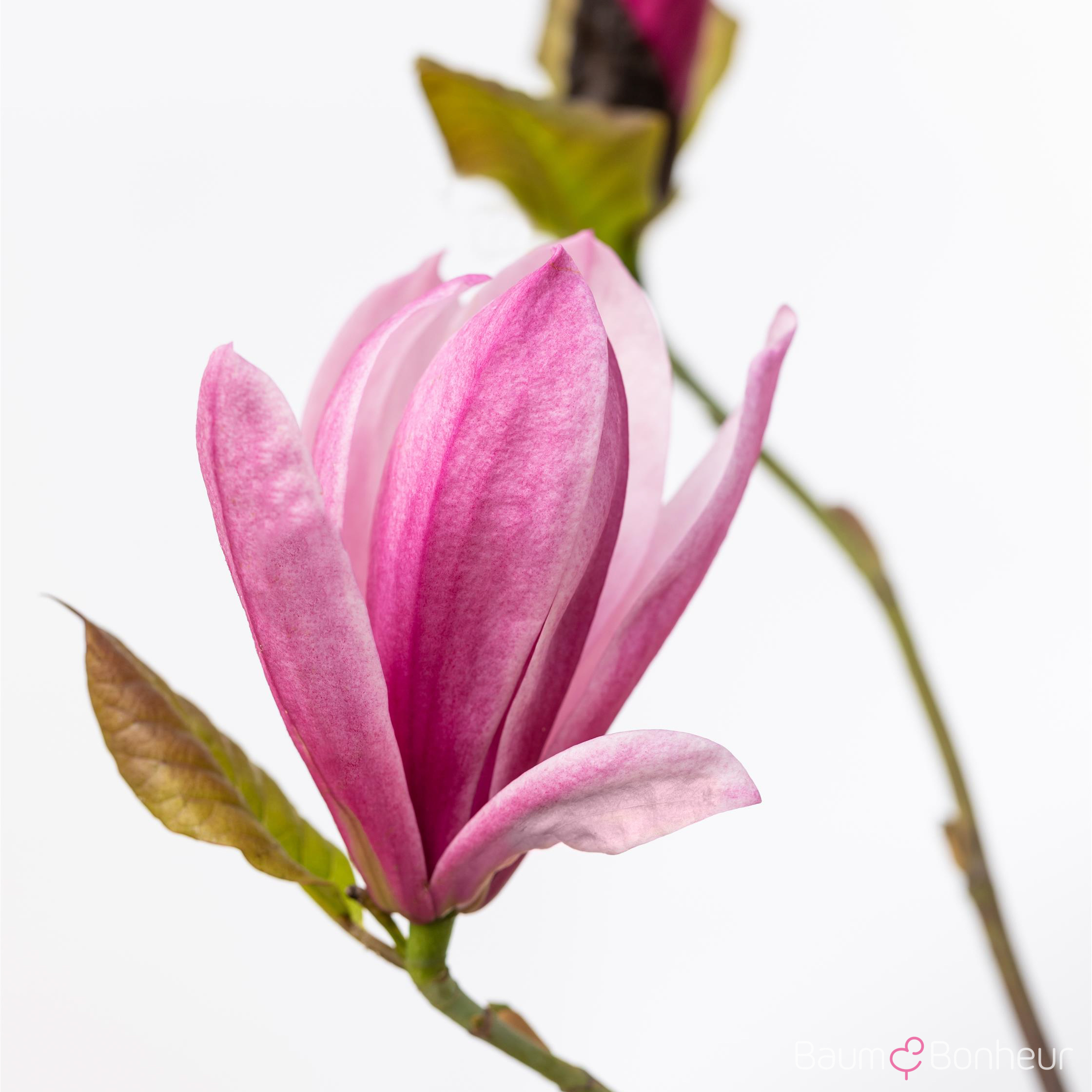 Magnolia 'Galaxy'