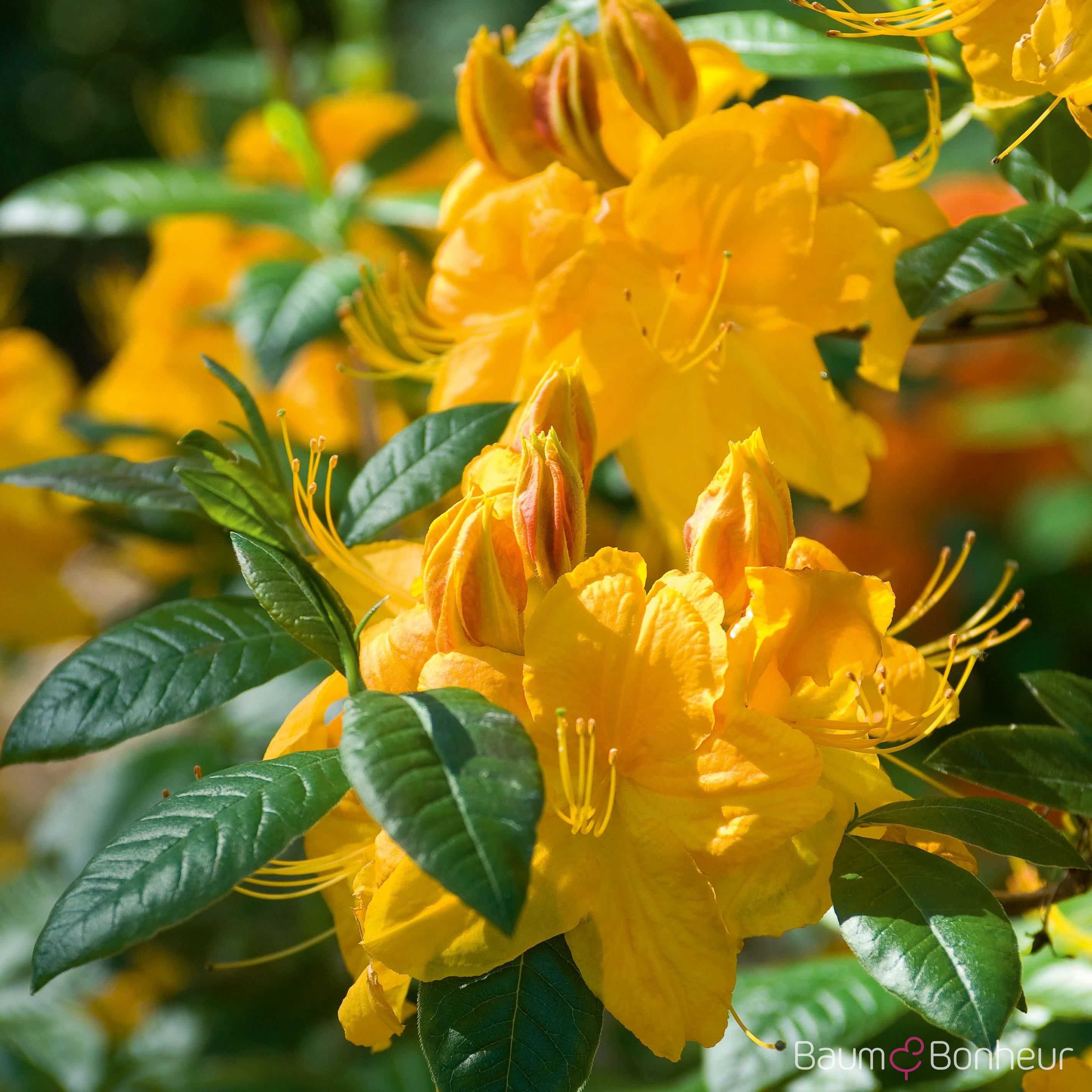 Rhododendron luteum 'Klondyke'