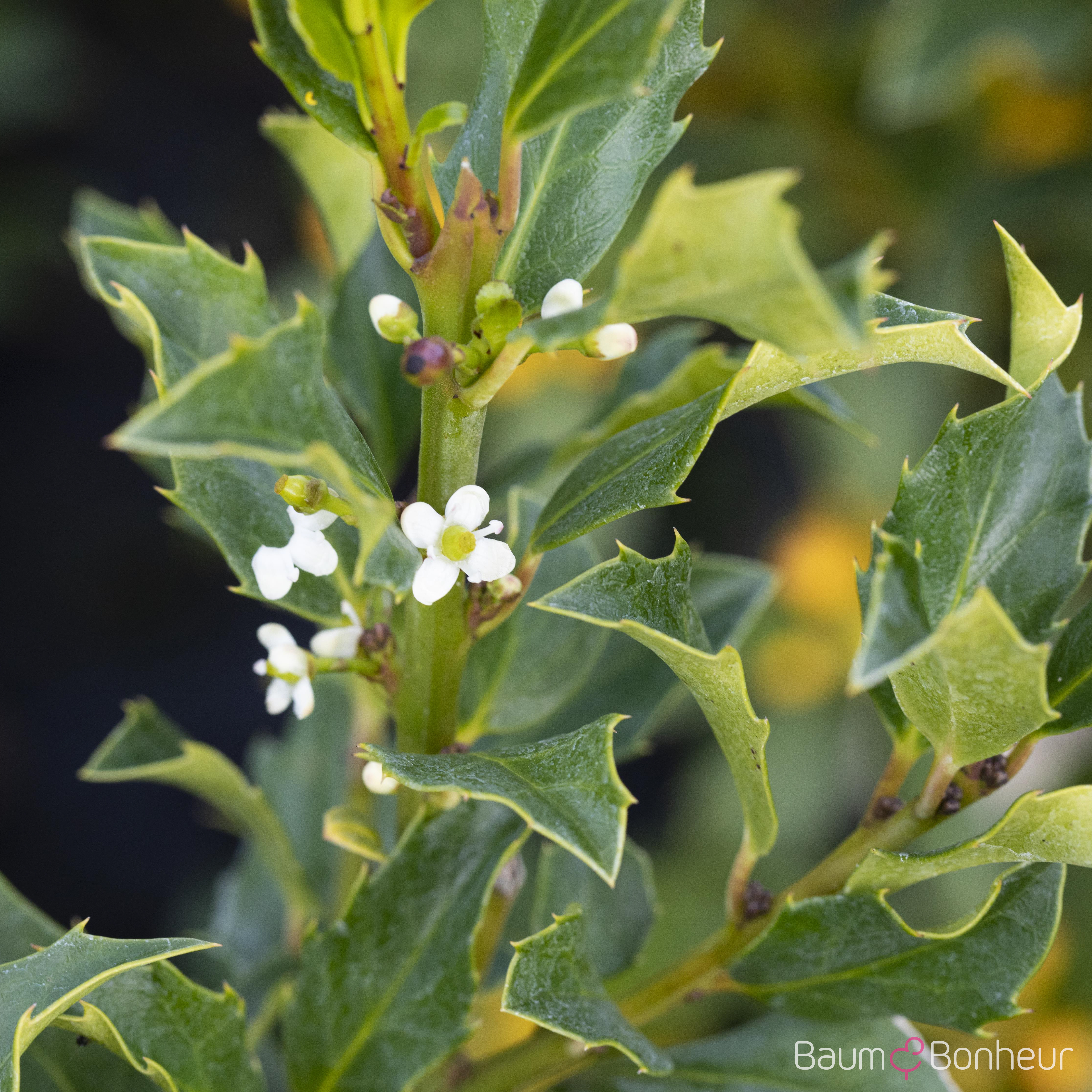 Ilex meserveae 'Heckenstar'®