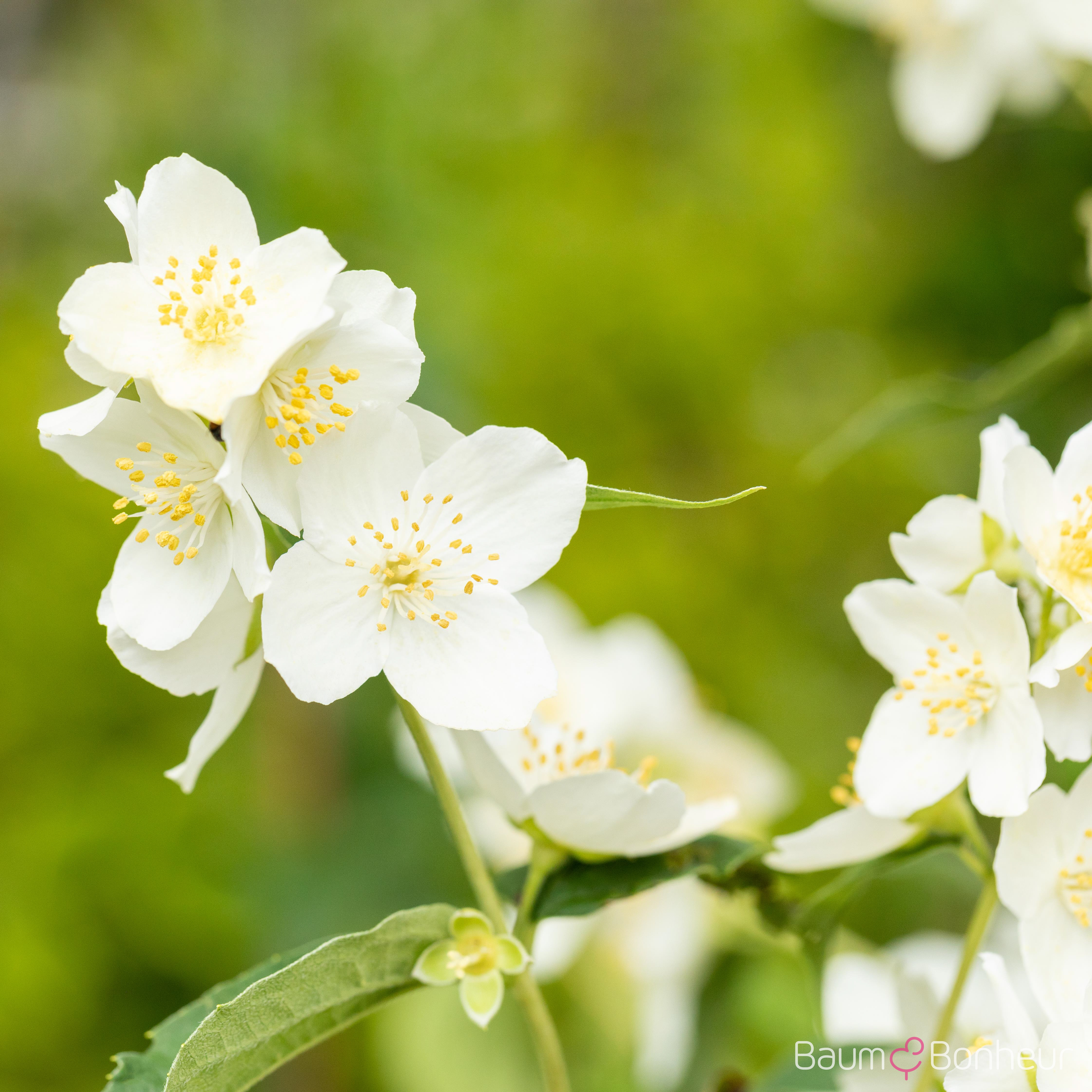 Philadelphus coronarius