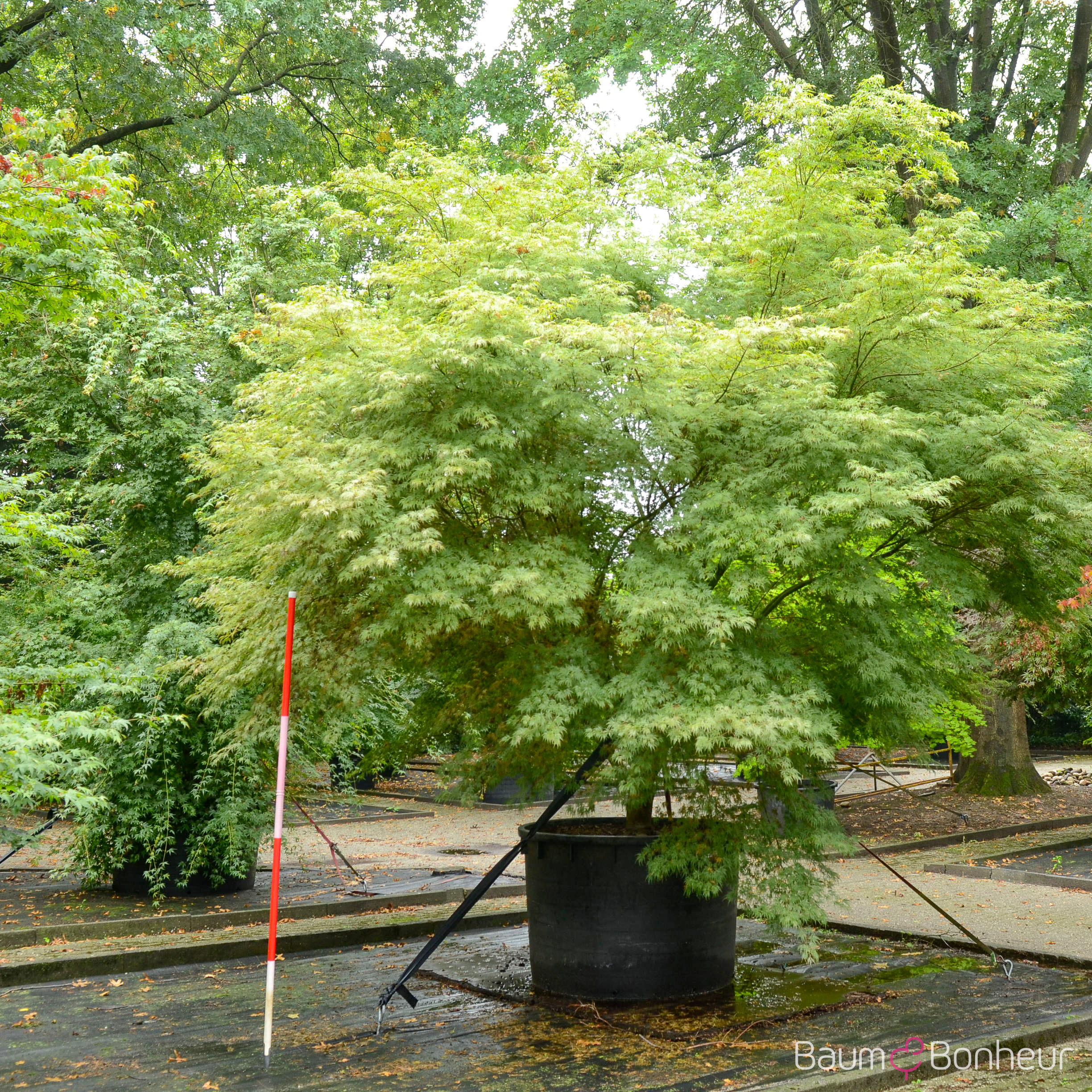 Acer palmatum 'Seiryu'