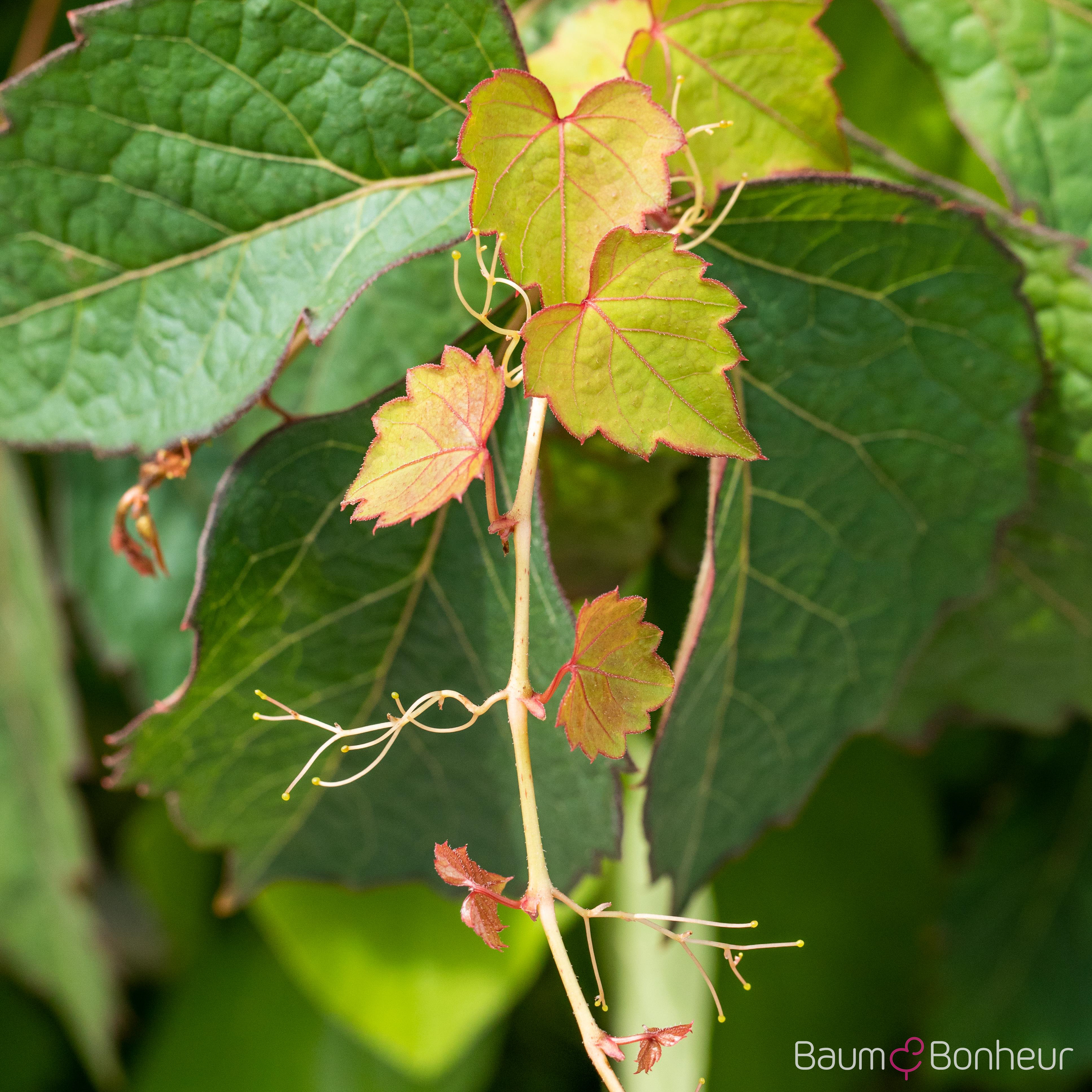 Parthenocissus tric.'Veitchii'