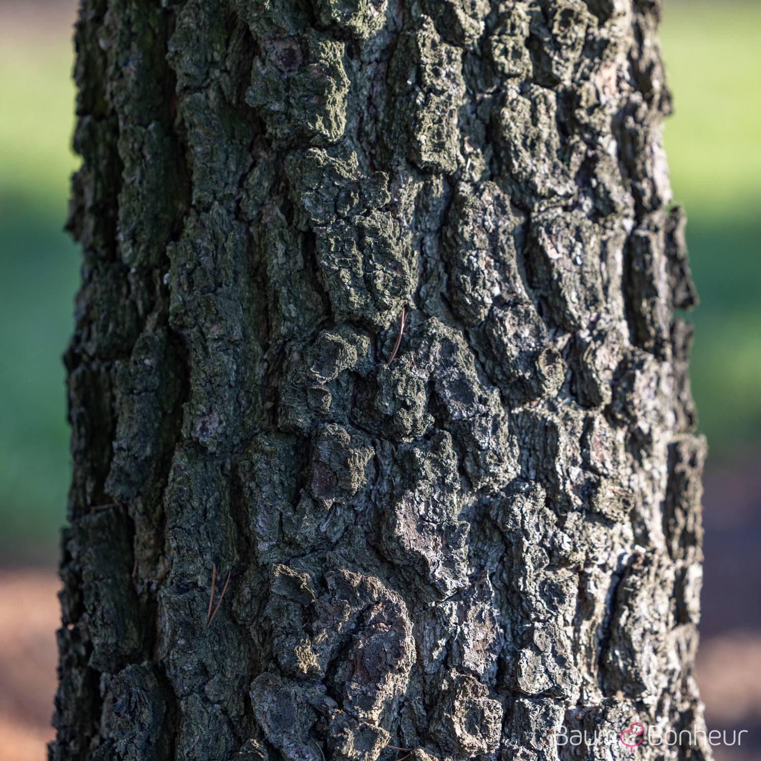 Pinus contorta