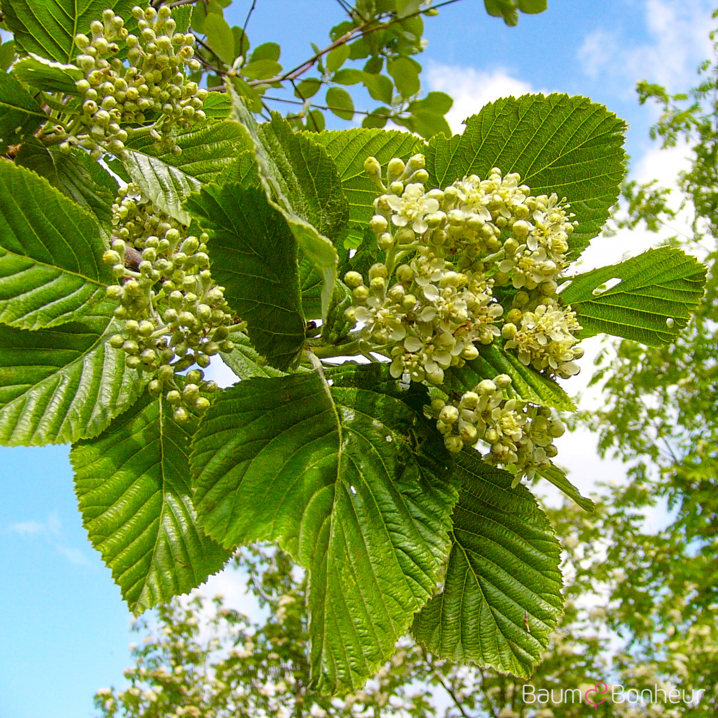 Sorbus aria 'Magnifica'