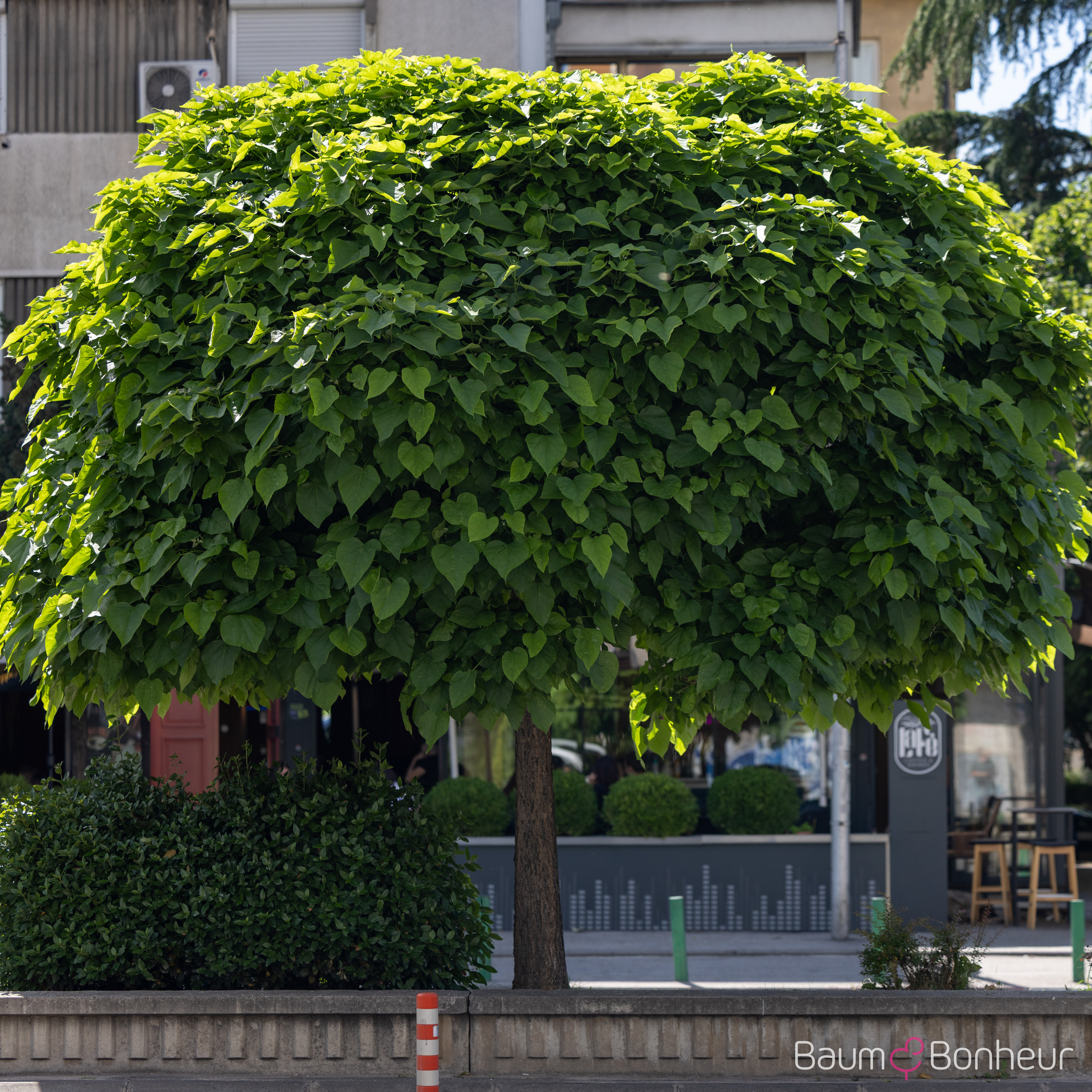 Catalpa bignonioides 'Nana'