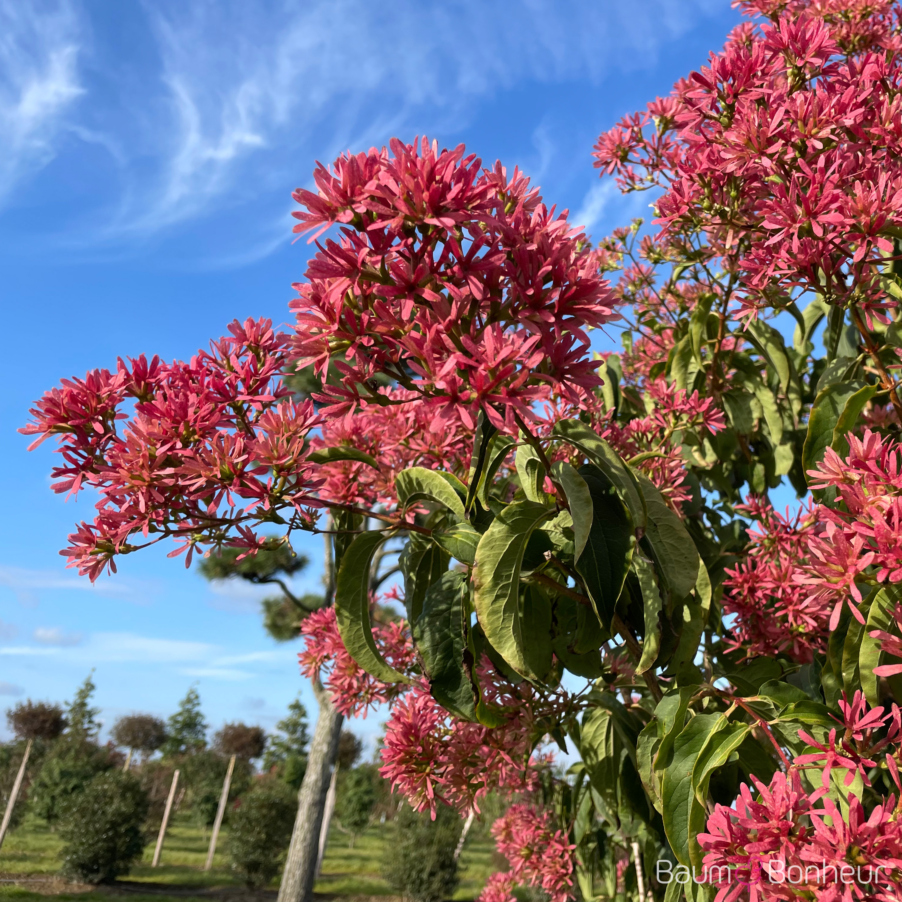 Heptacodium miconioides
