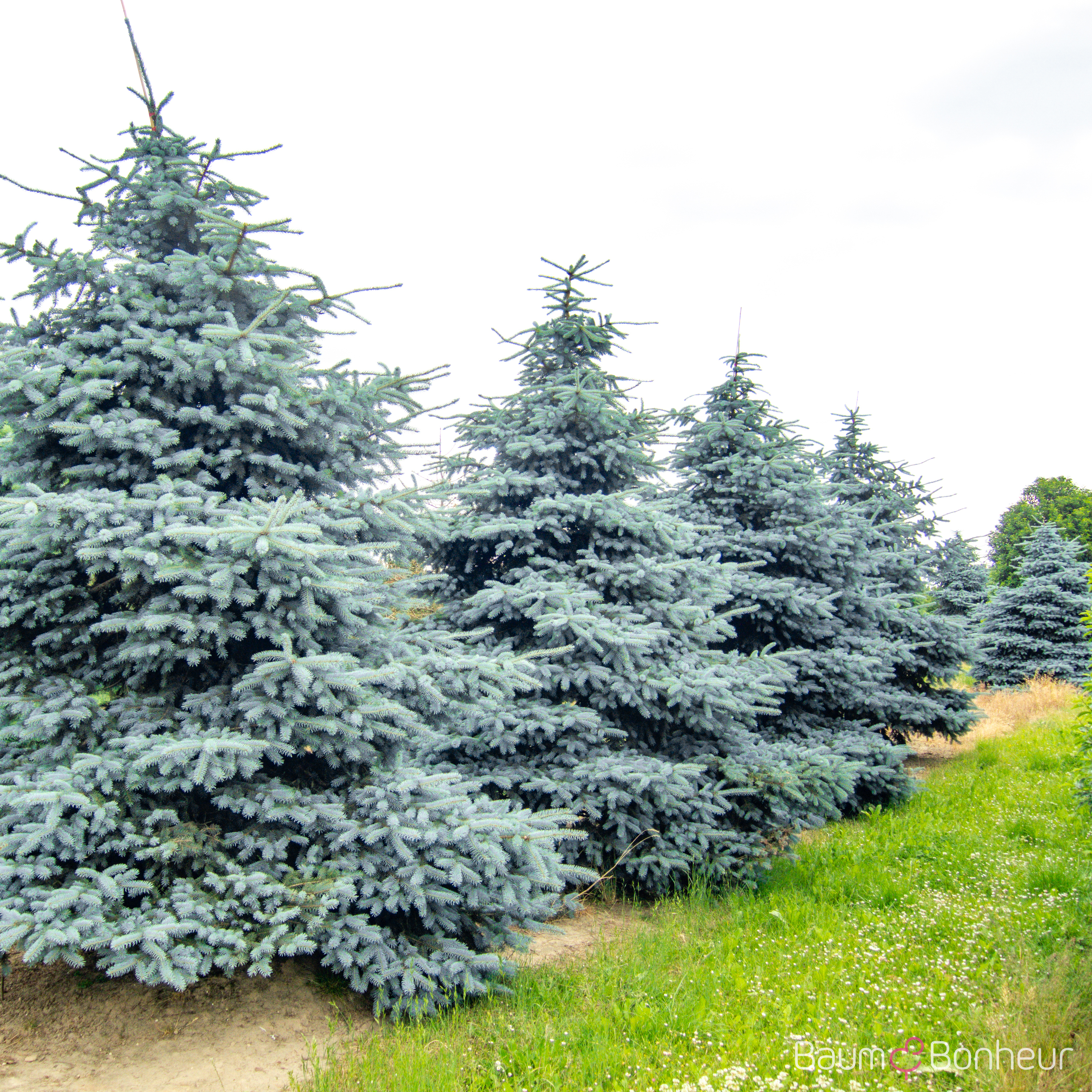 Picea pungens 'Koster'