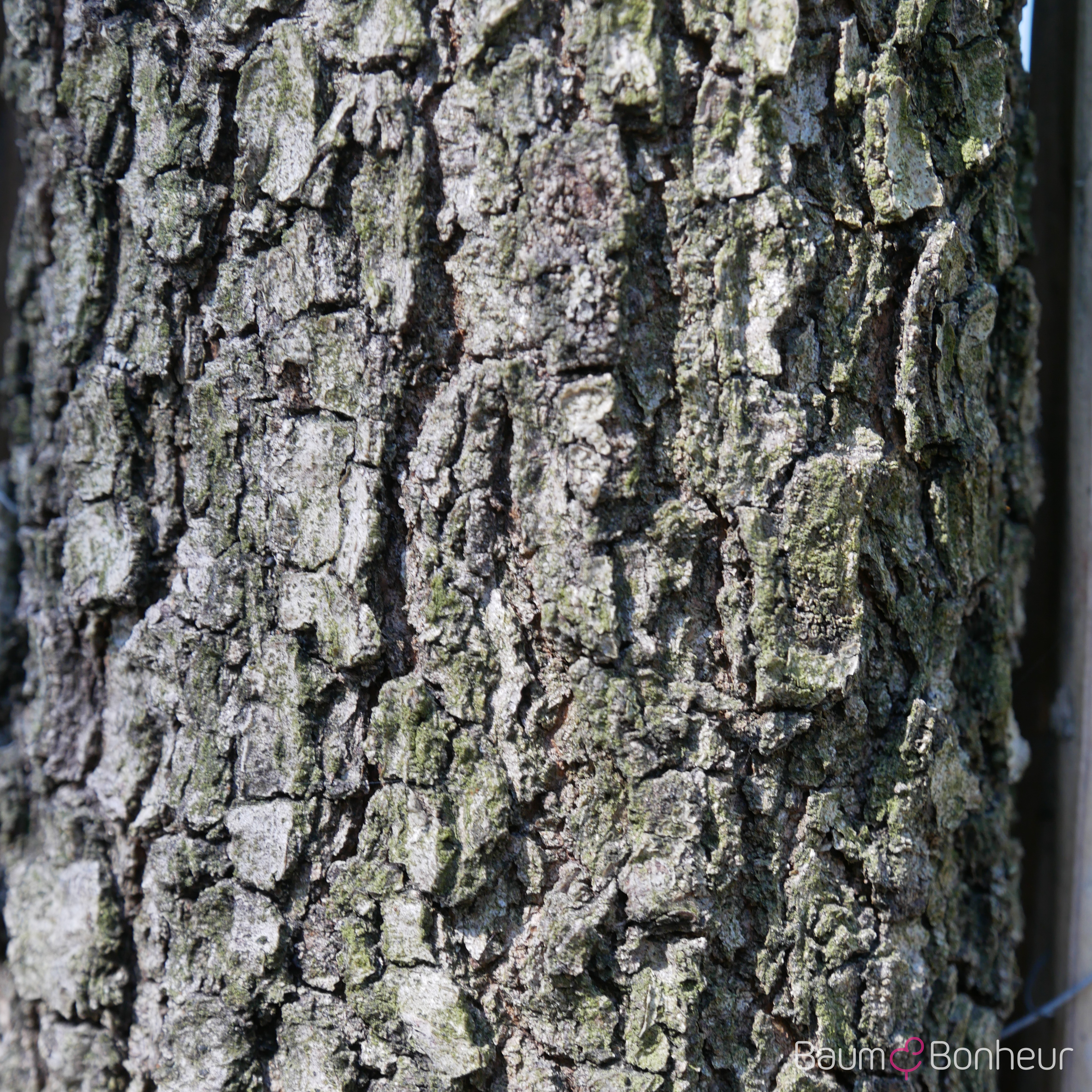 Quercus velutina