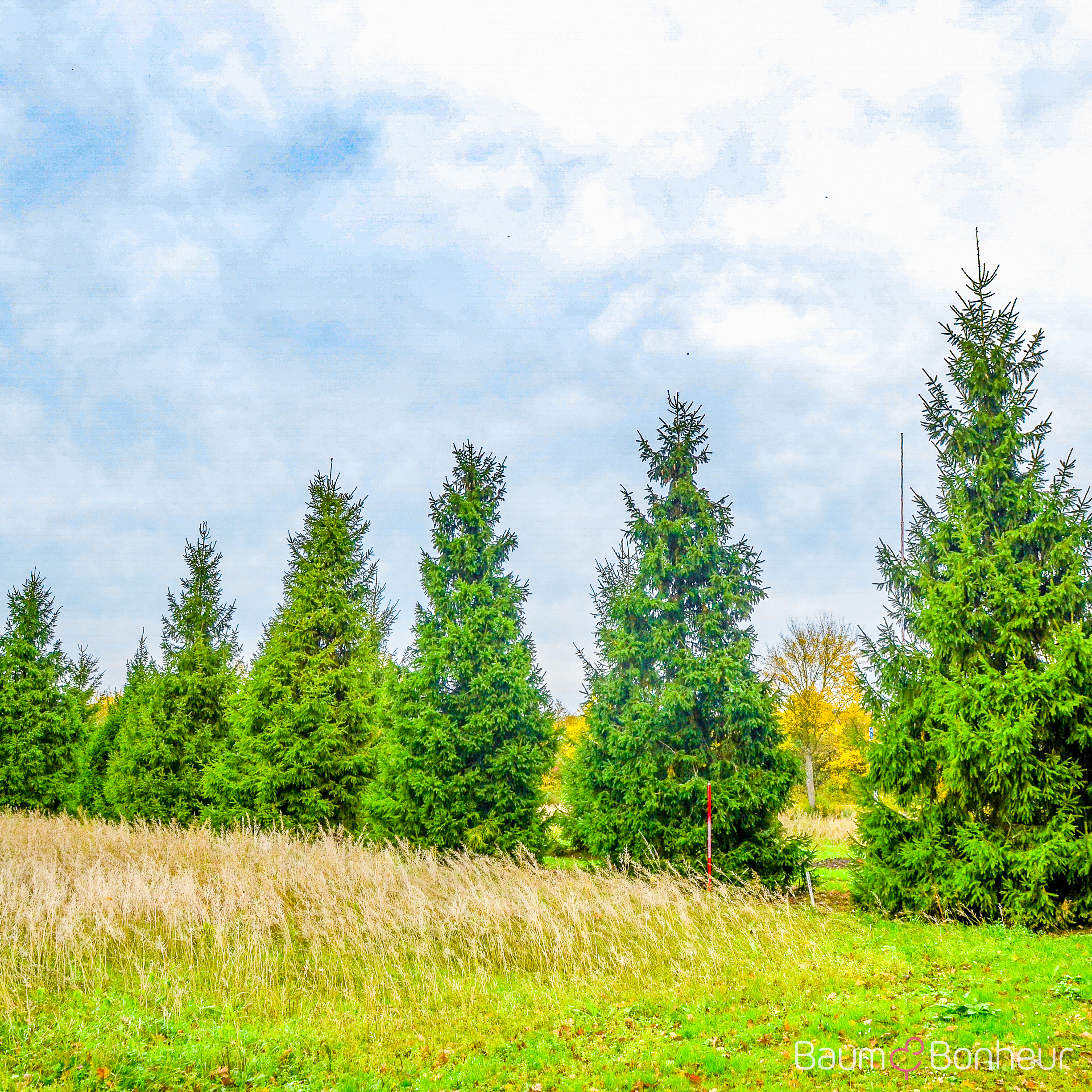 Picea abies
