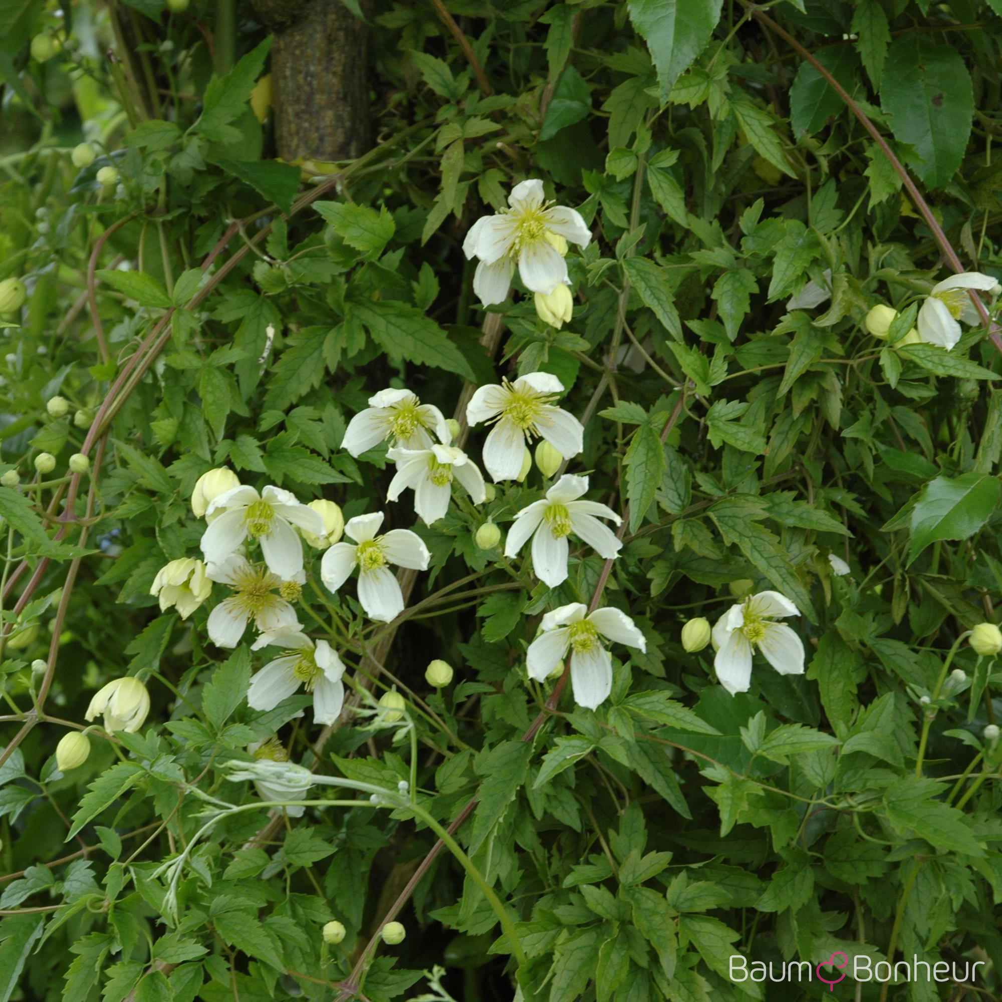 Clematis montana 'Superba'
