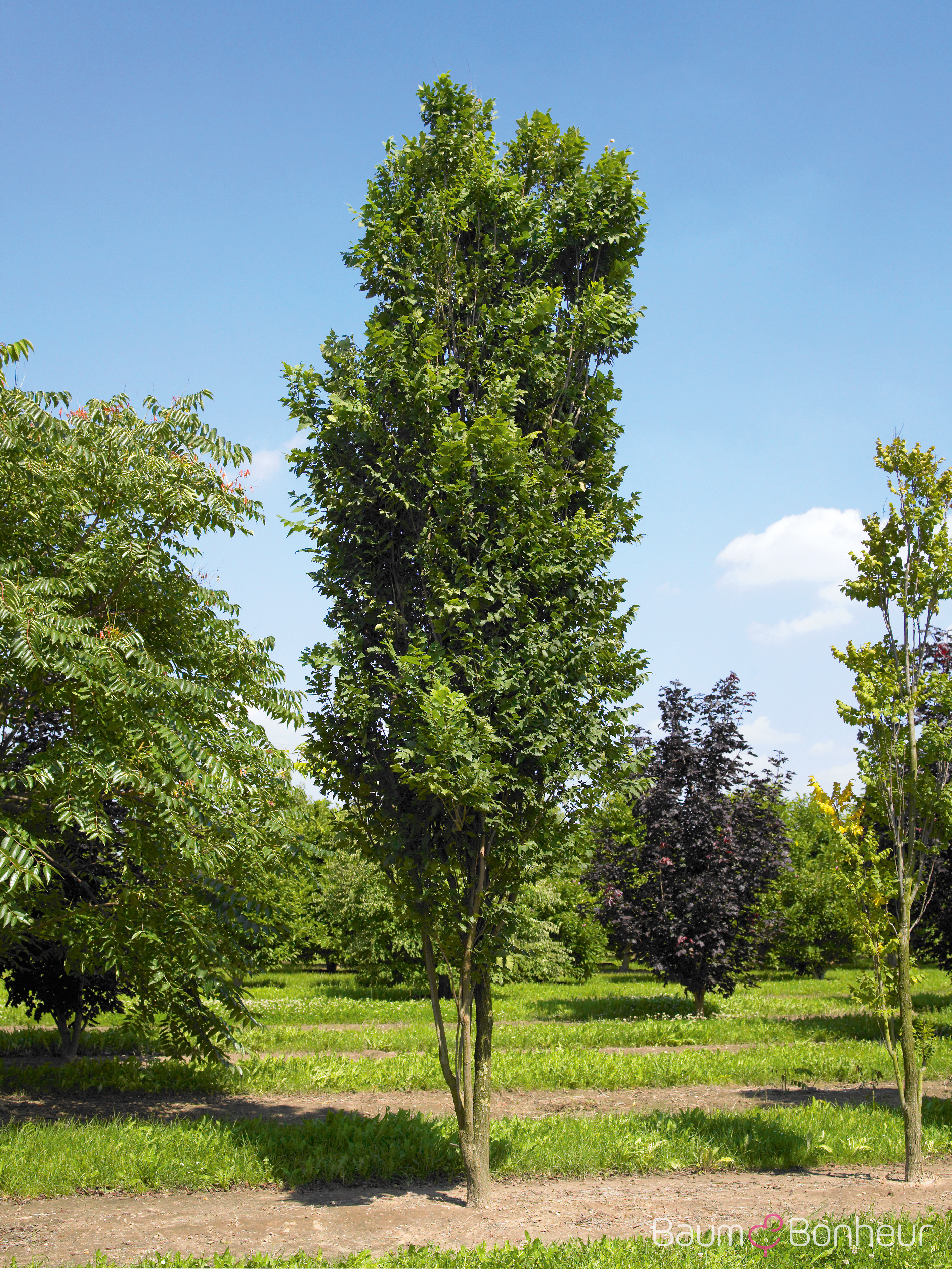 Koelreuteria paniculata 'Fastigiata'