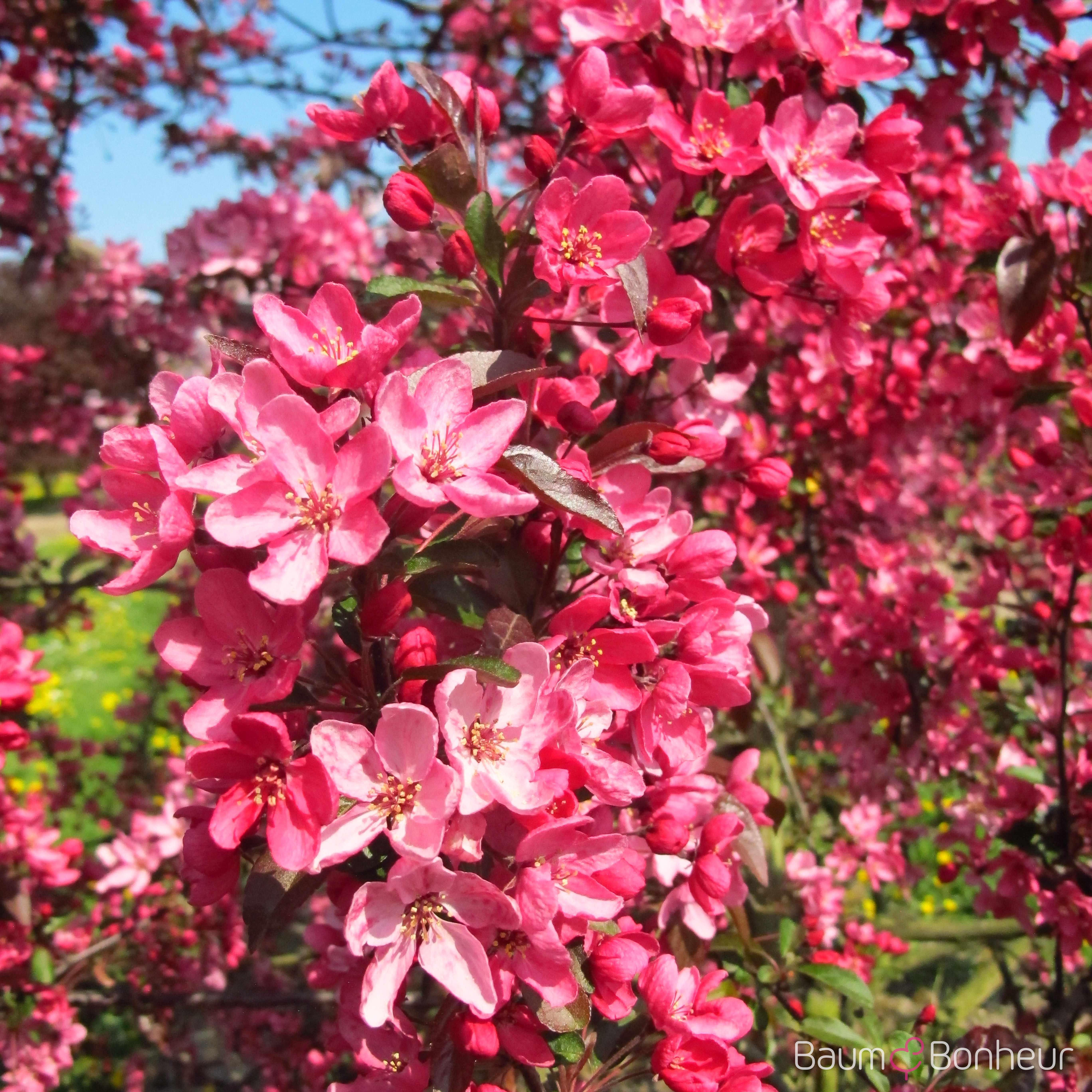 Malus 'Liset'