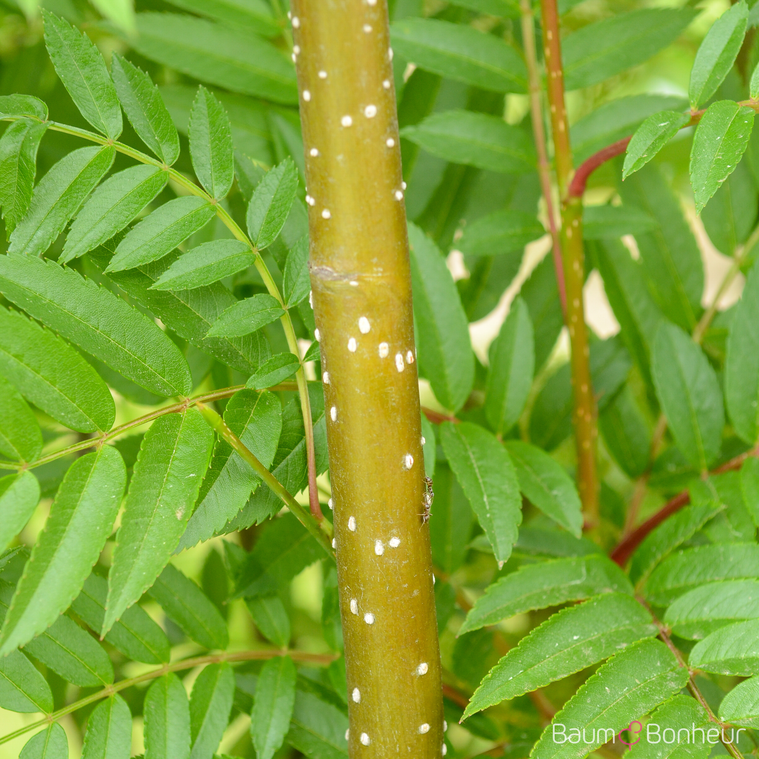 Sorbus aucuparia 'Autumn Spire' -R-
