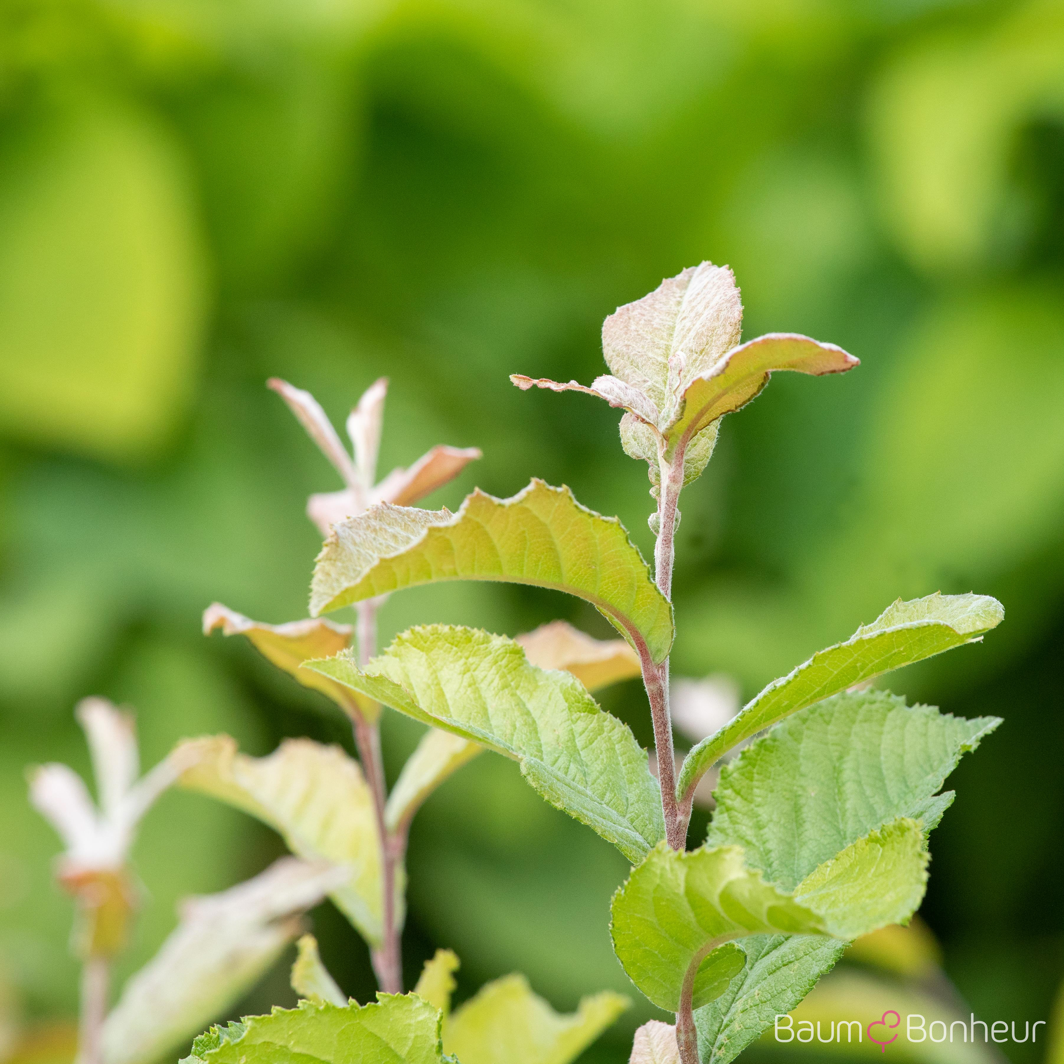 Photinia villosa