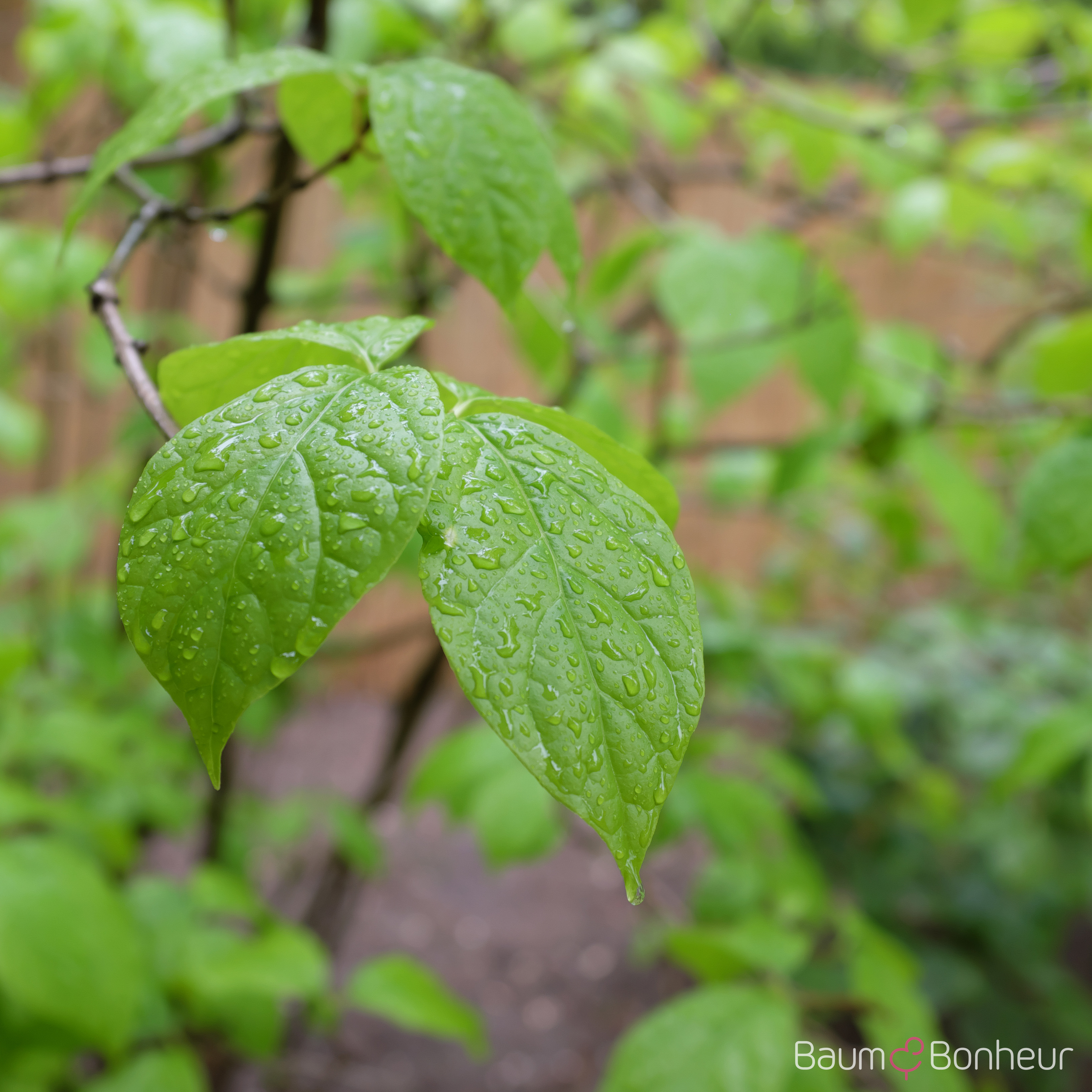 Sinocalycanthus chinensis
