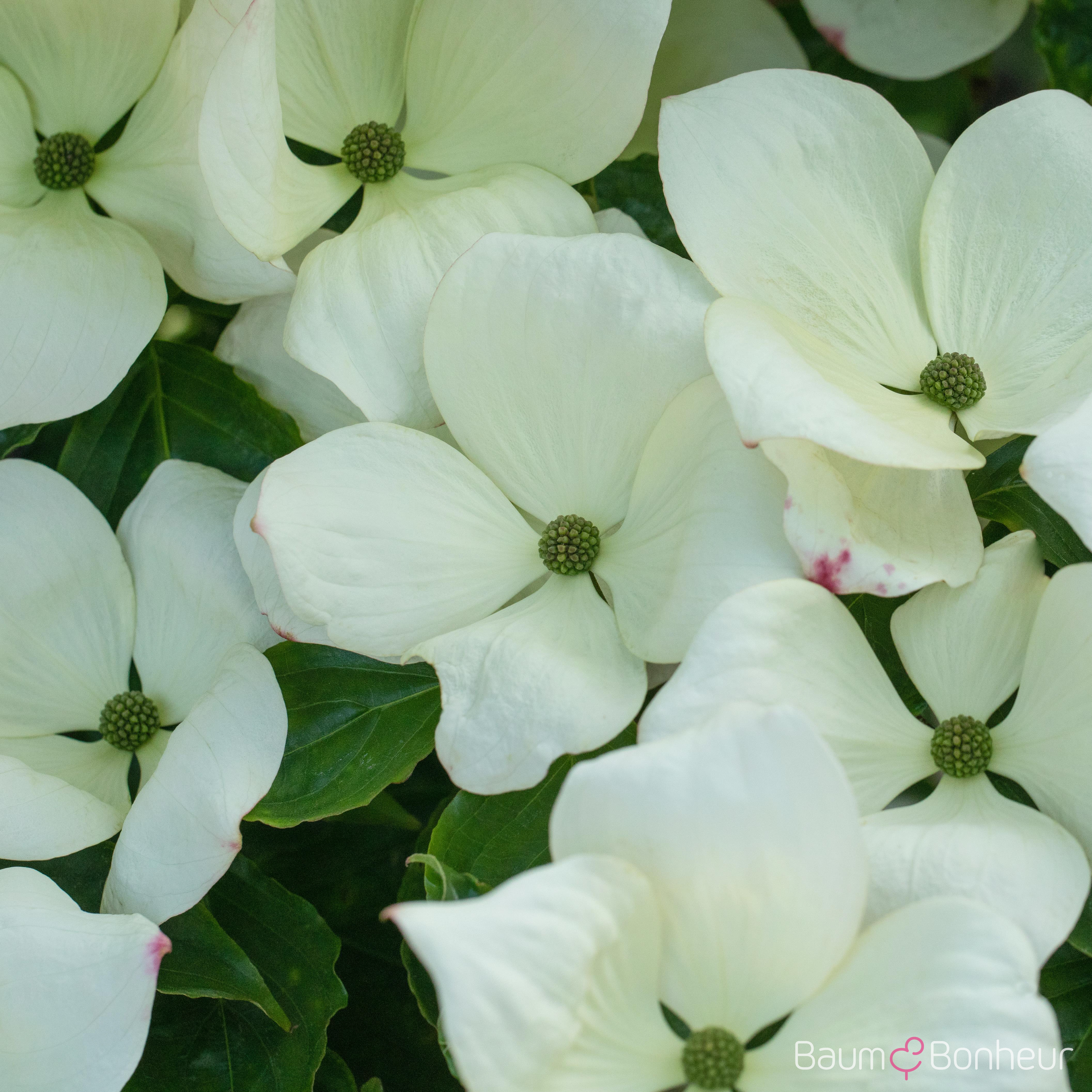 Cornus florida