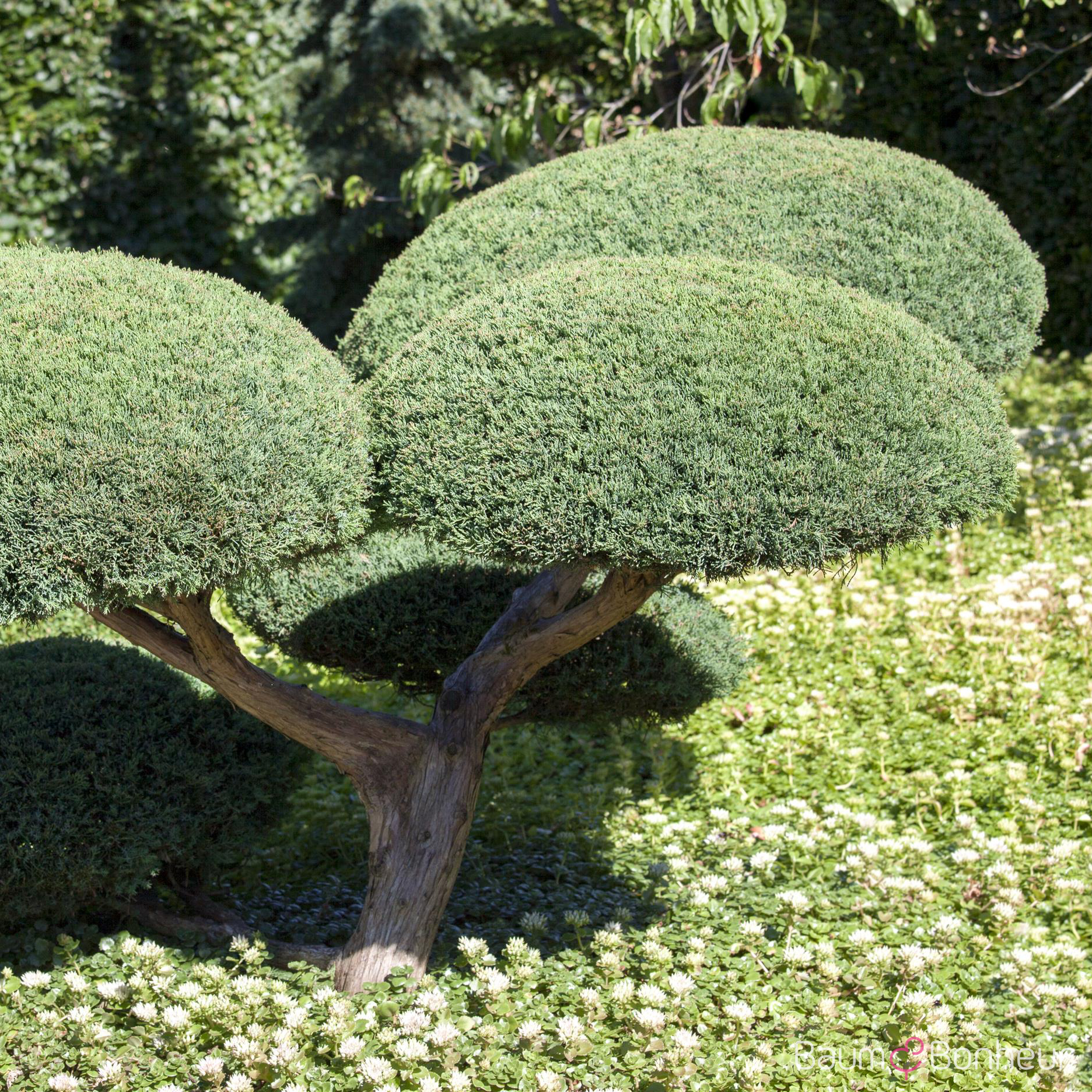 Juniperus media 'Hetzii'
