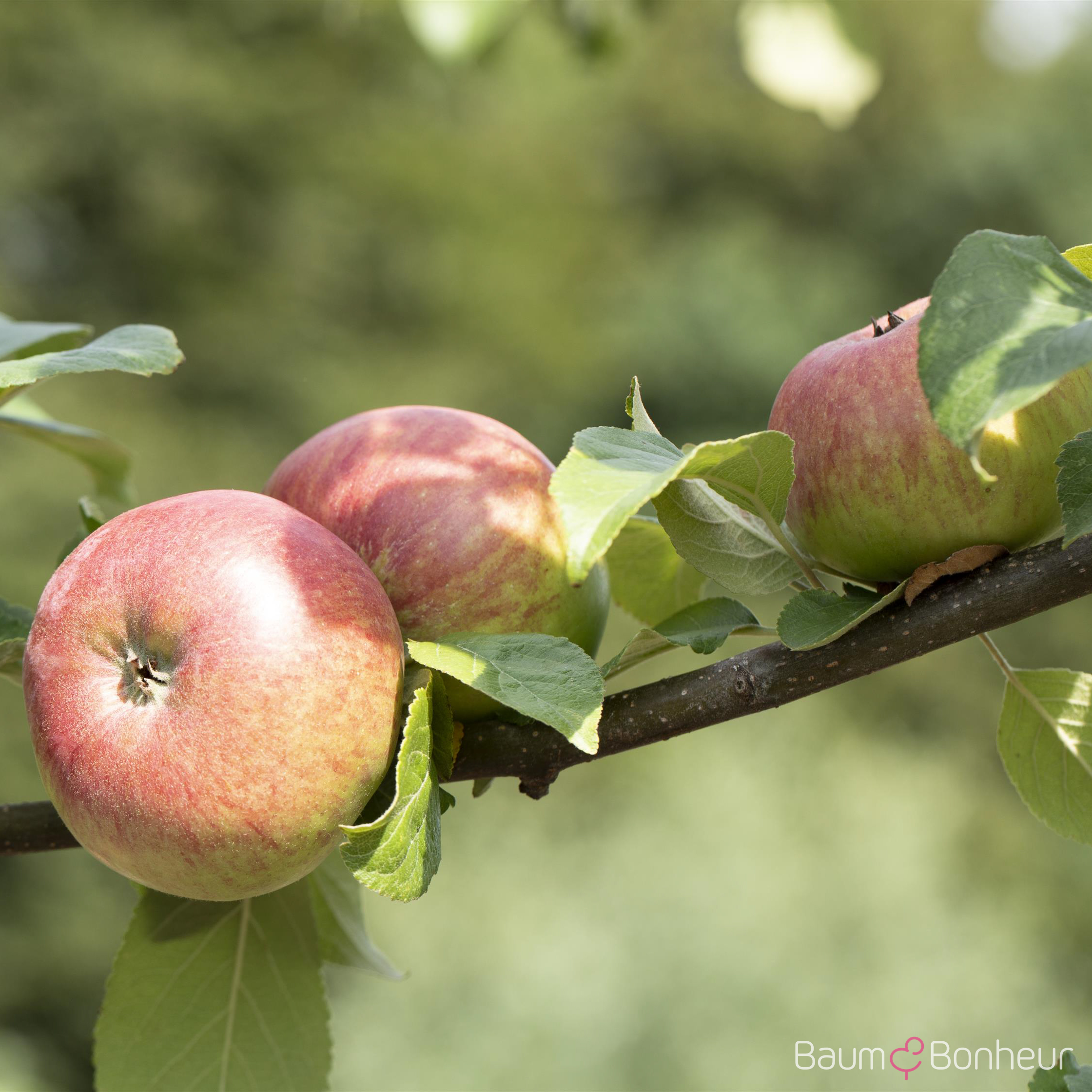 Malus 'Landsberger Renette'