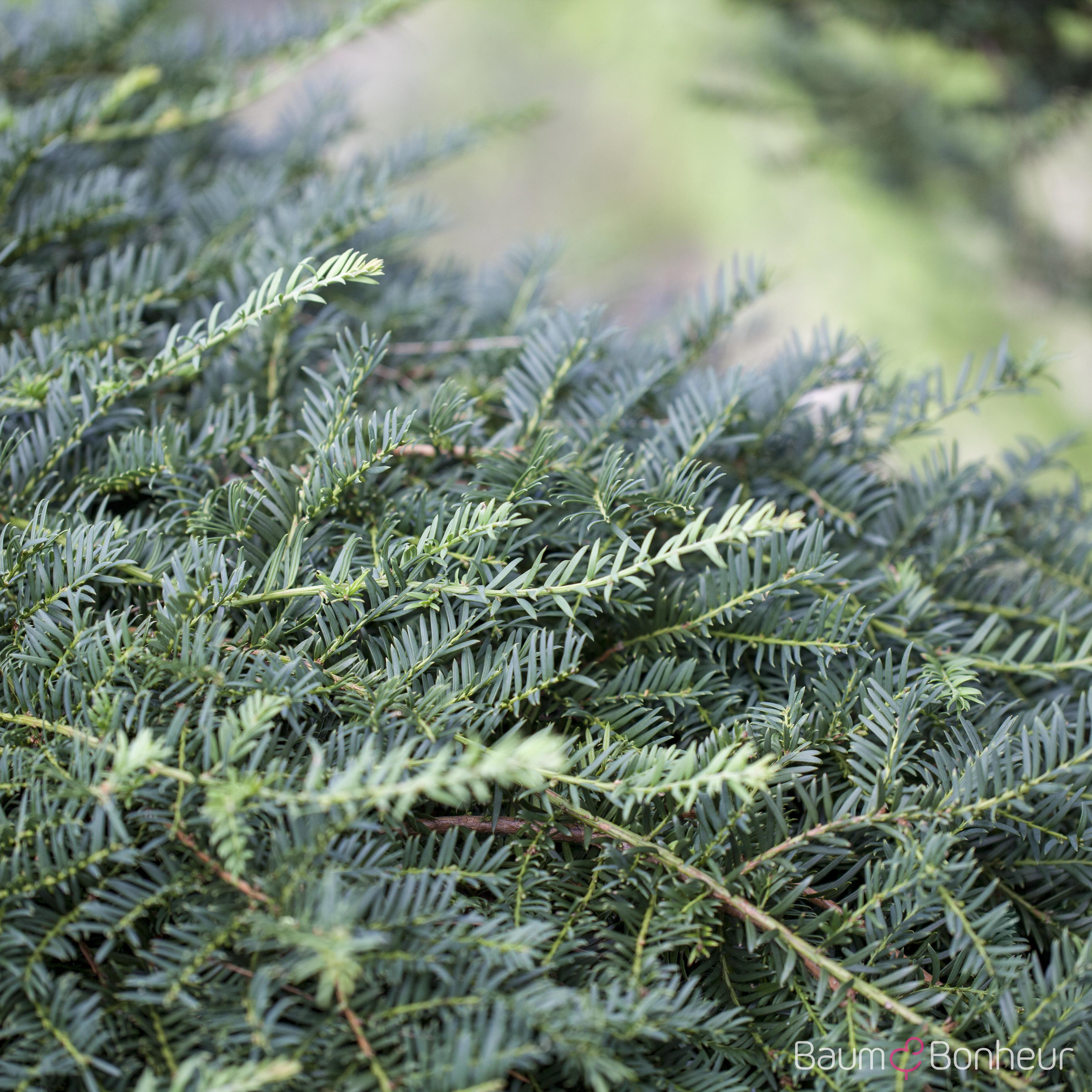Taxus baccata 'Dovastoniana'