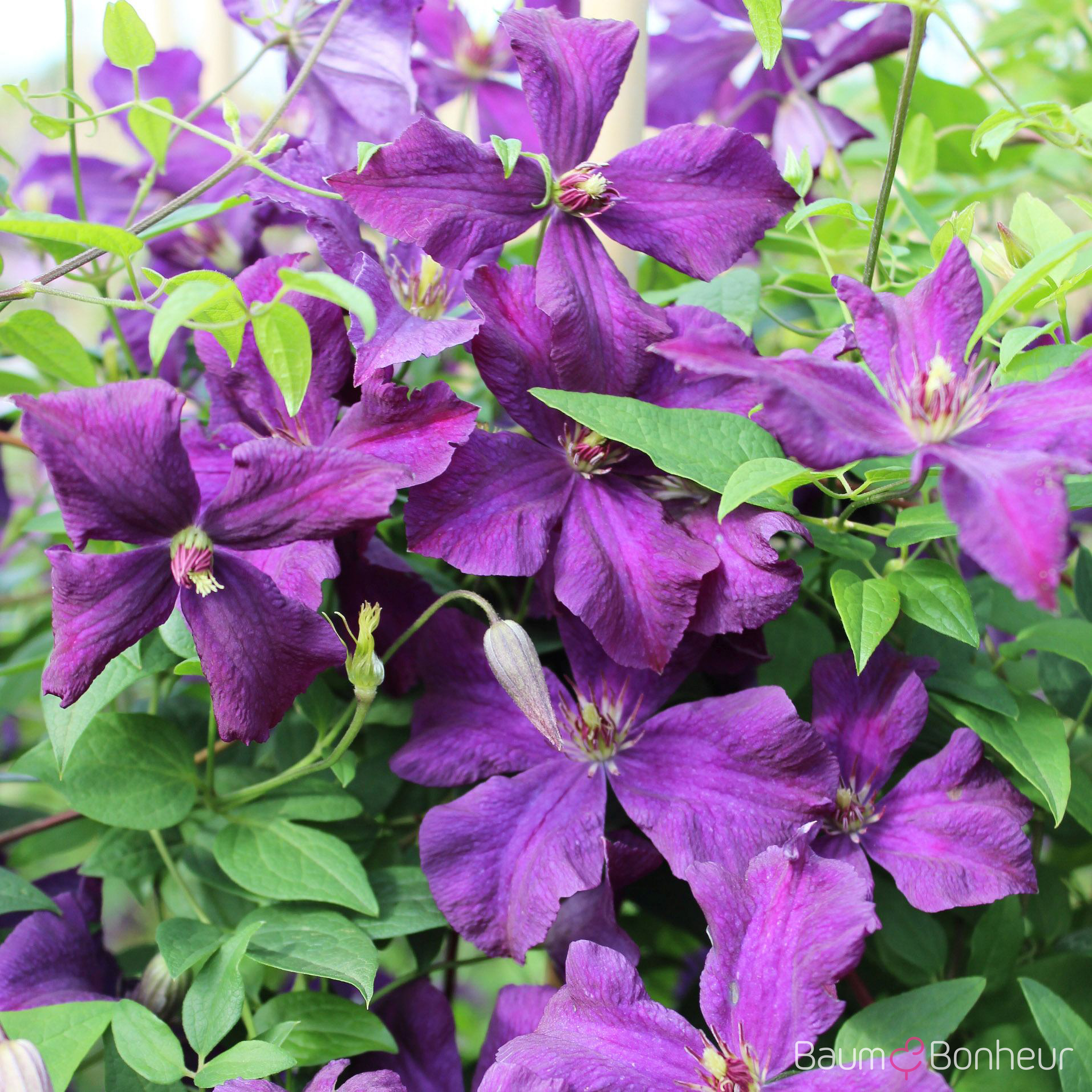 Clematis 'Jackmanii'
