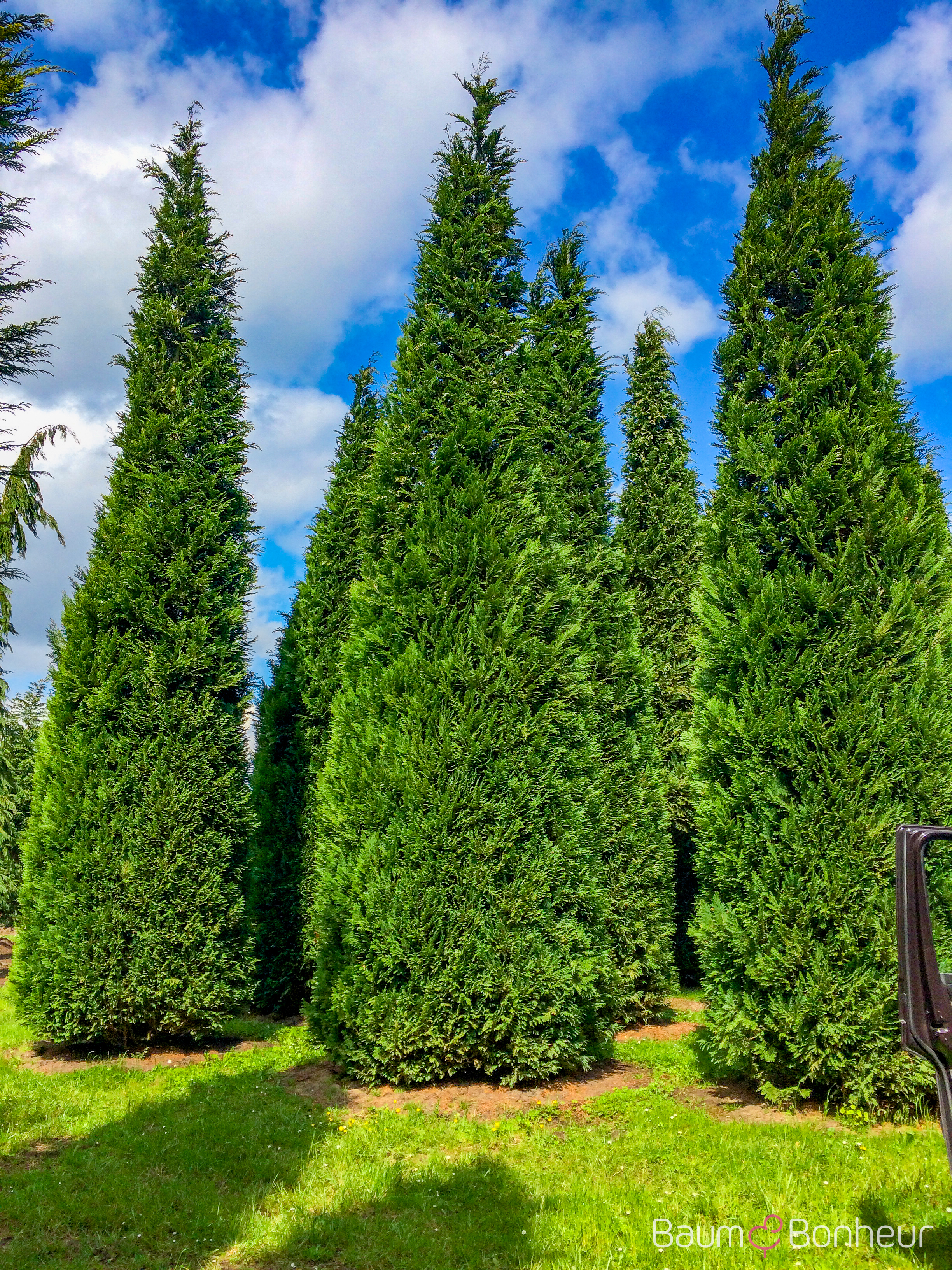 Chamaecyparis lawsoniana 'Alumii'