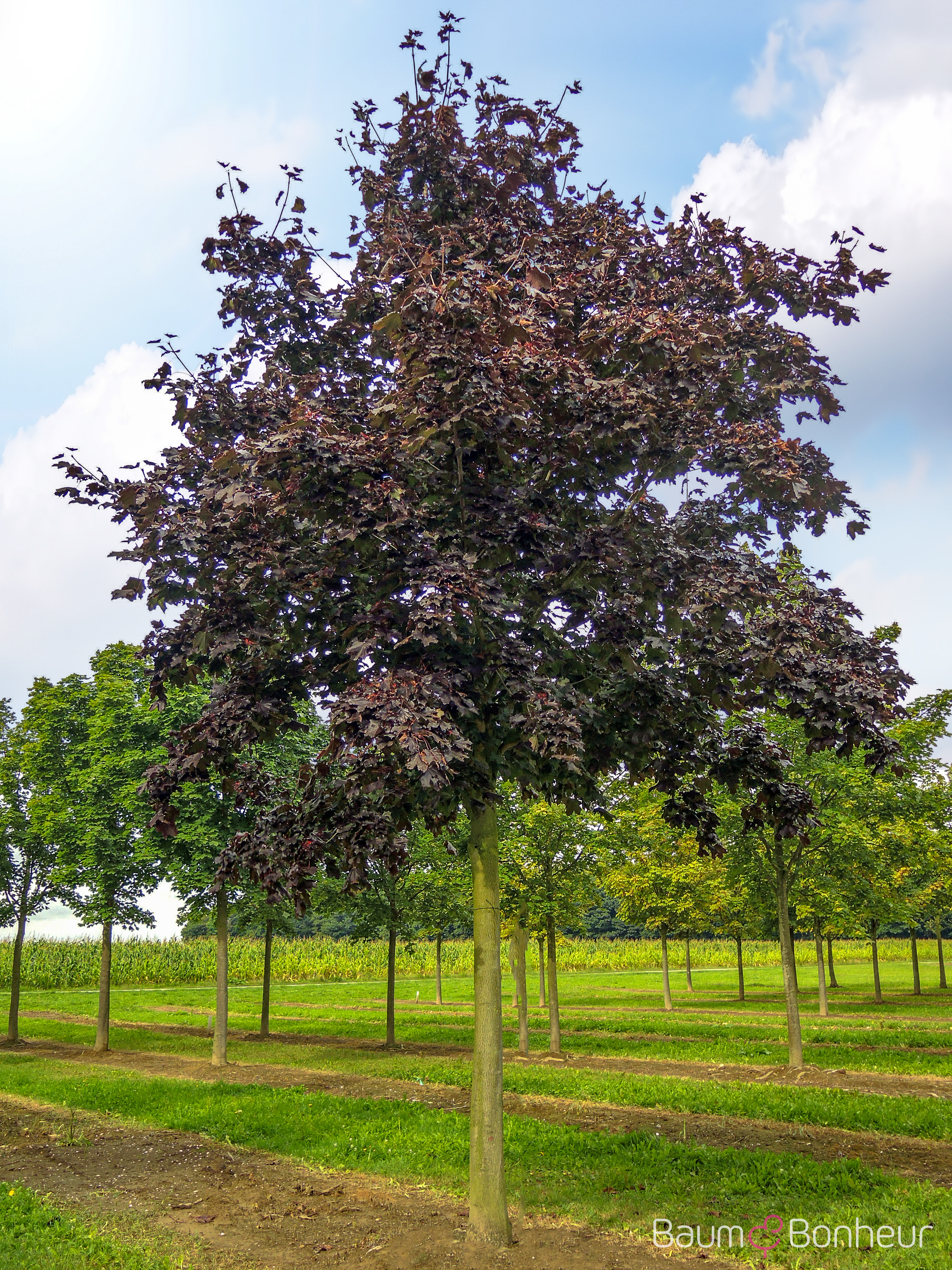 Acer platanoides 'Royal Red'