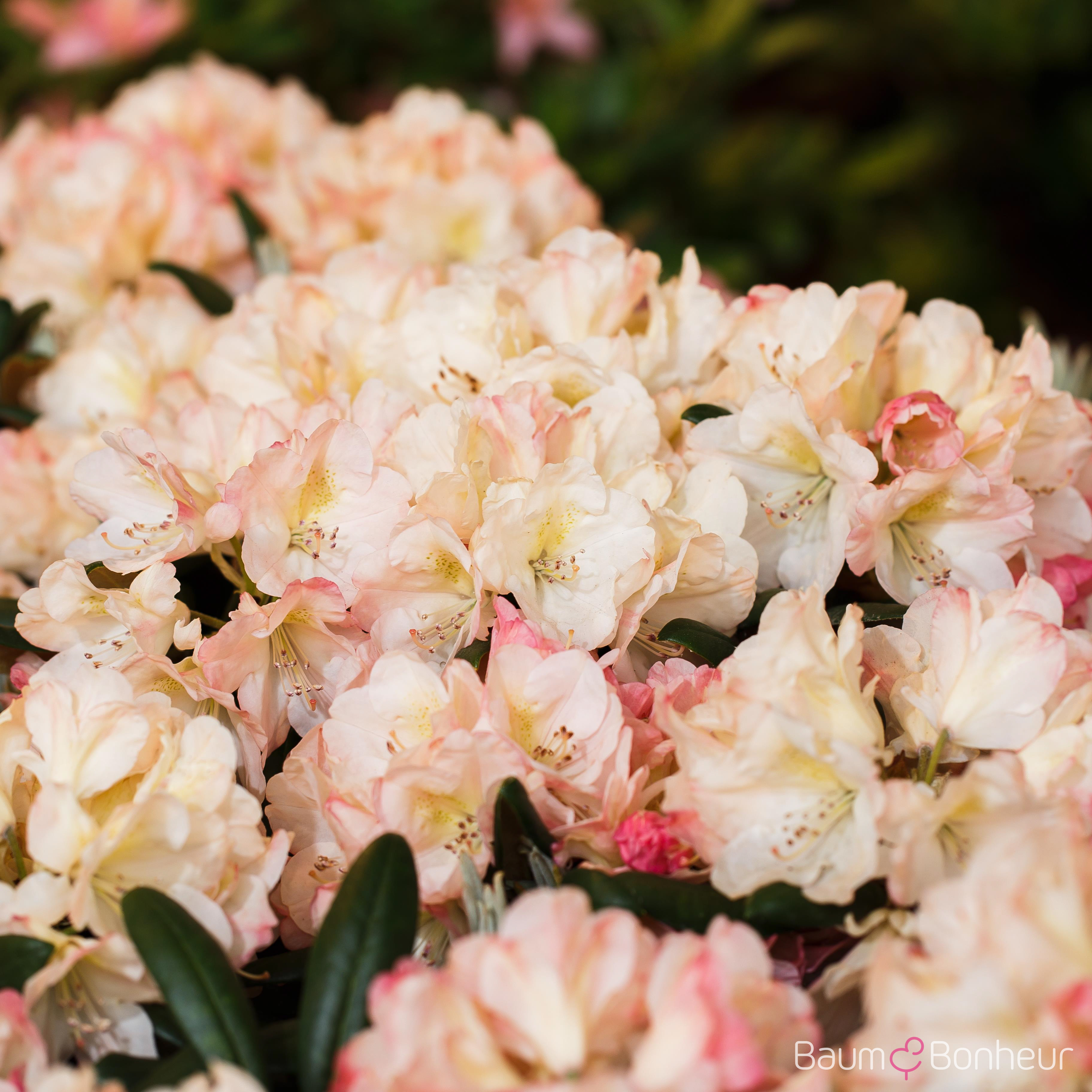 Rhododendron yakushimanum 'Loreley'