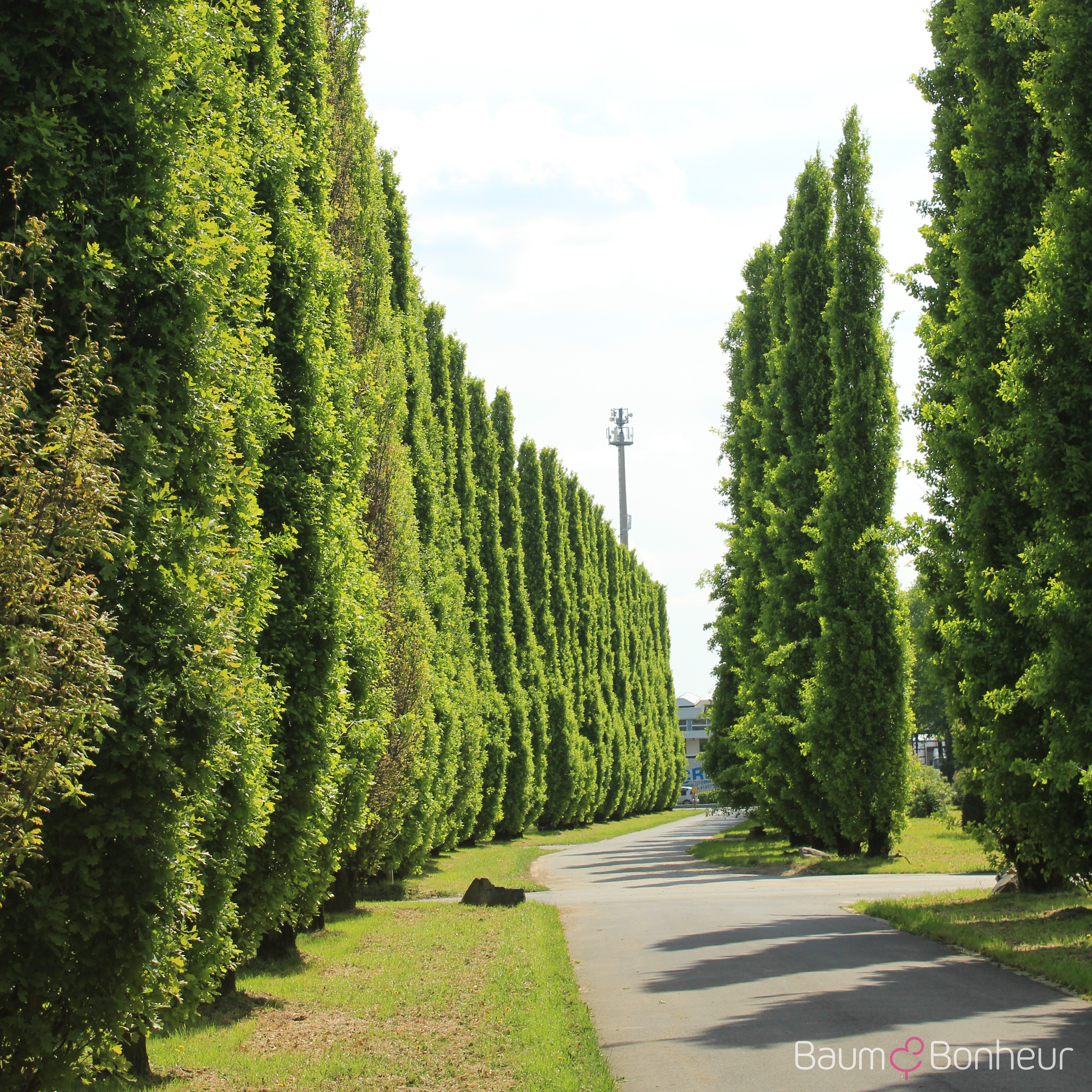 Quercus robur 'Fastigiata Dila'