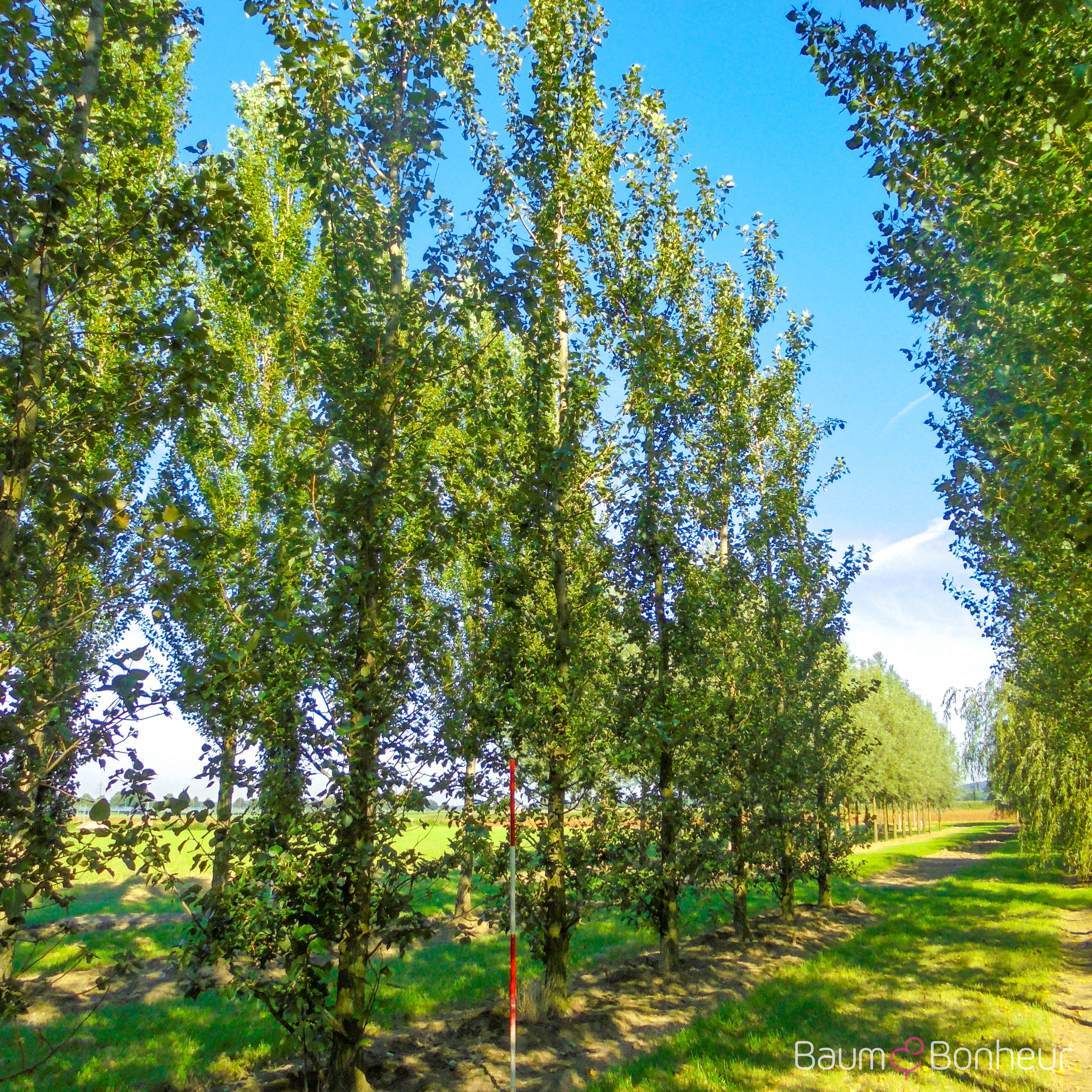 Populus balsamifera
