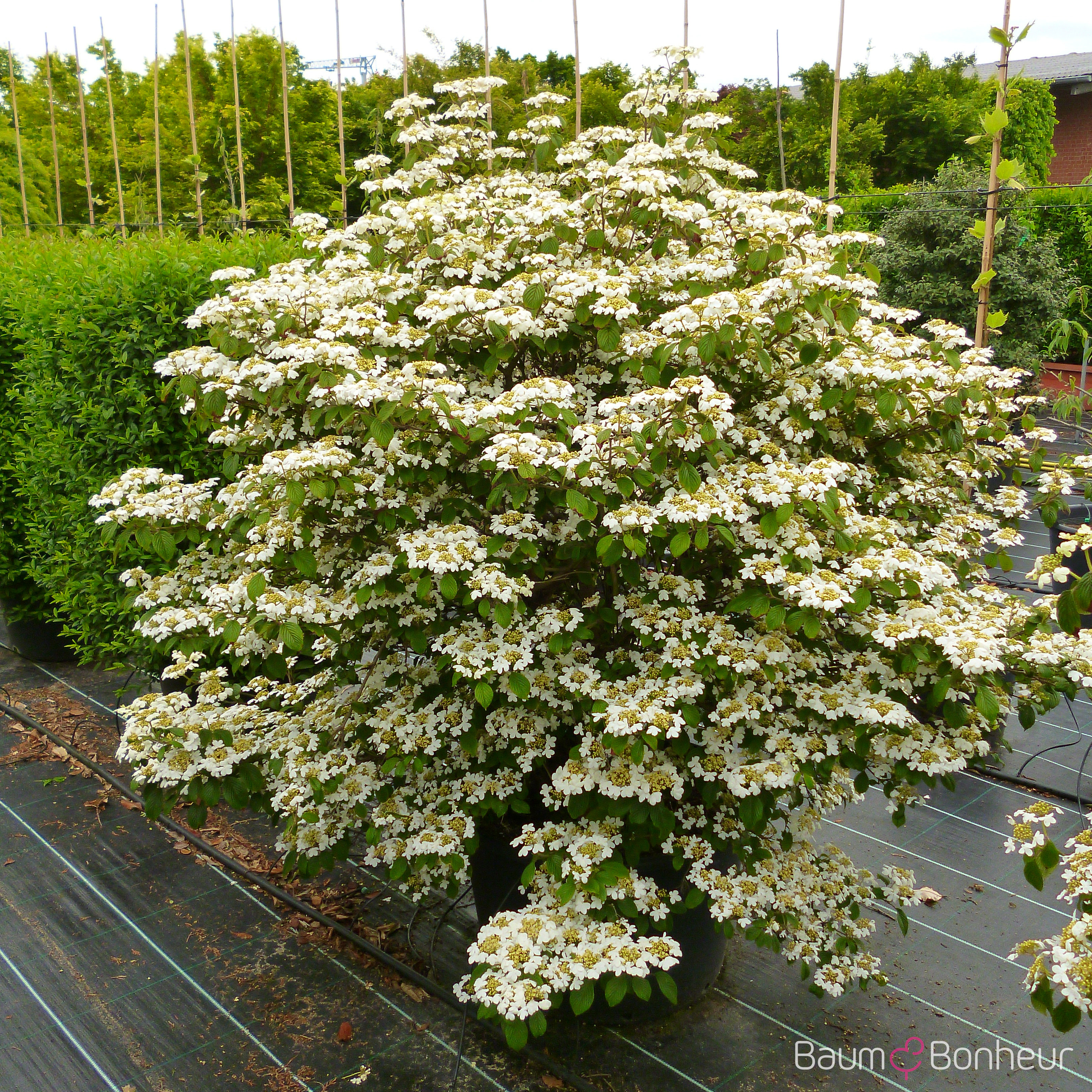 Viburnum plicatum 'St. Keverne'
