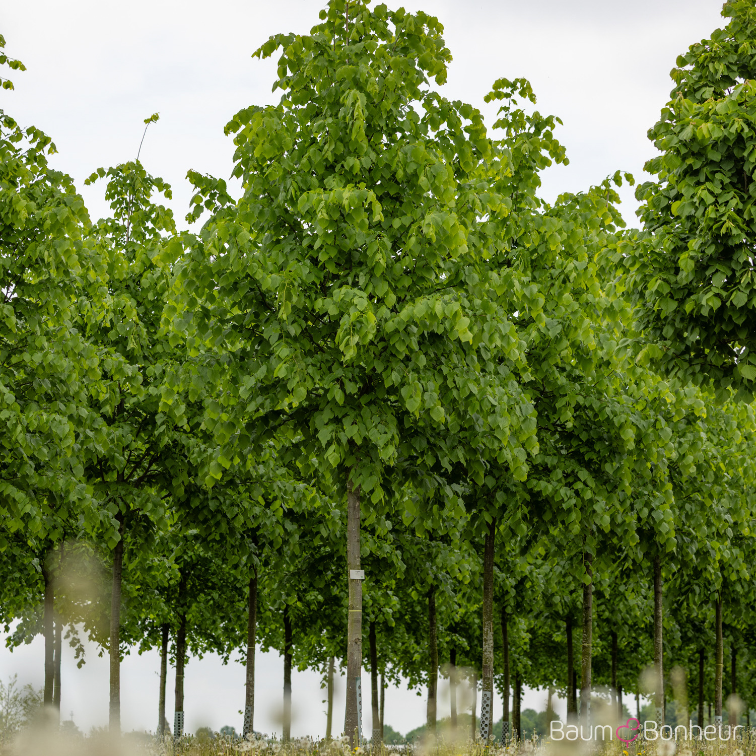Tilia flavescens 'Glenleven'