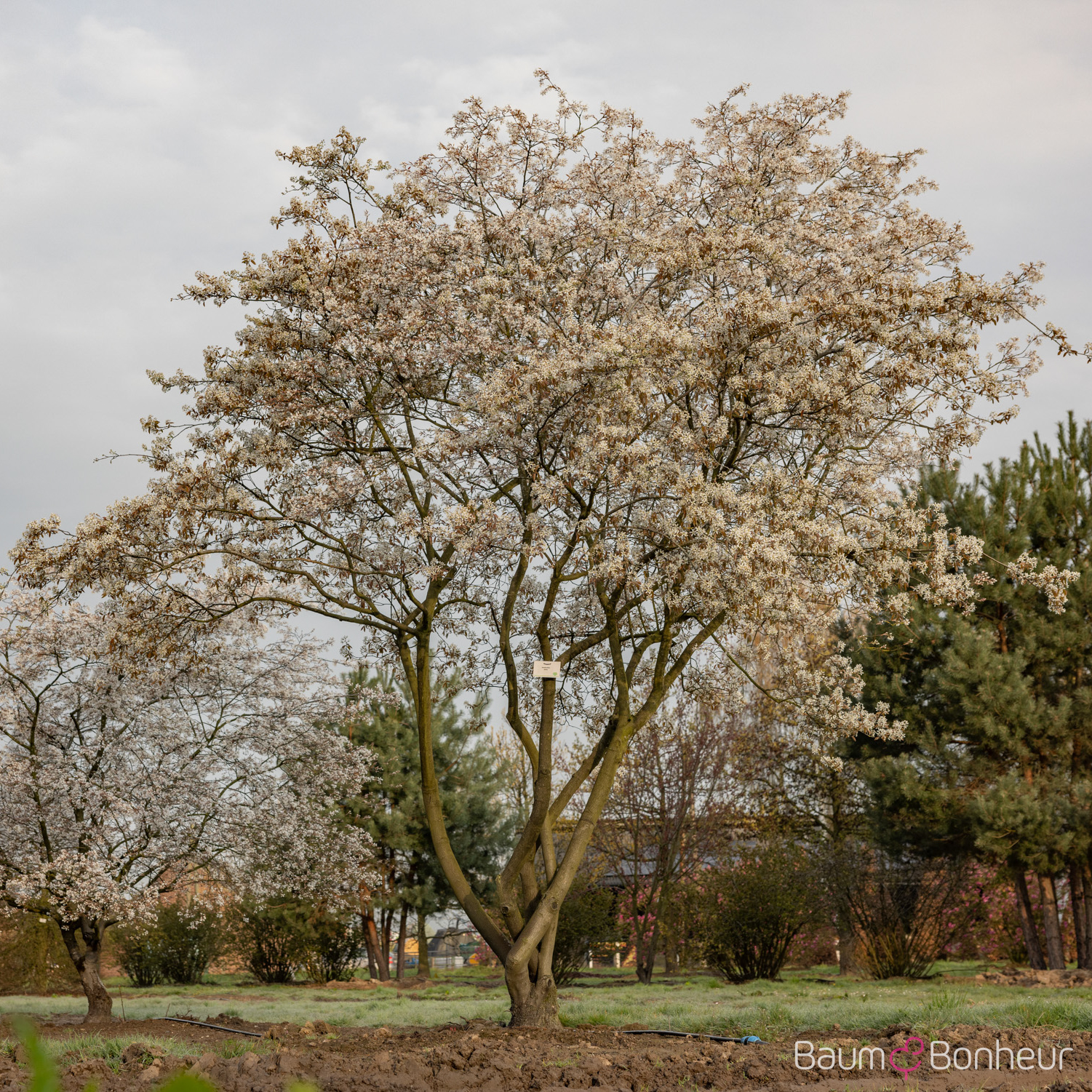 Amelanchier laevis