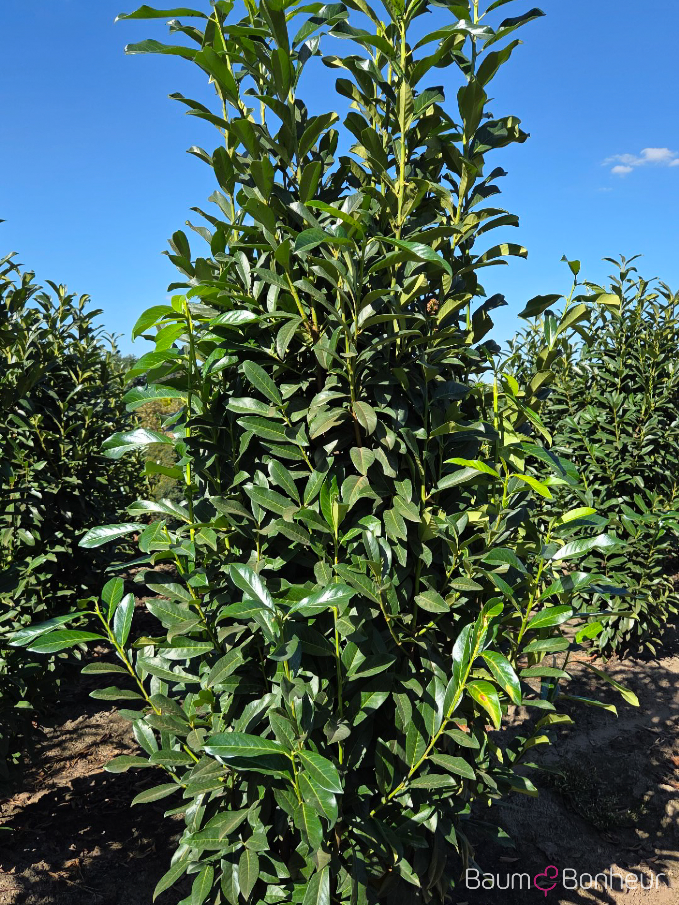 Prunus laurocerasus 'Genolia'®