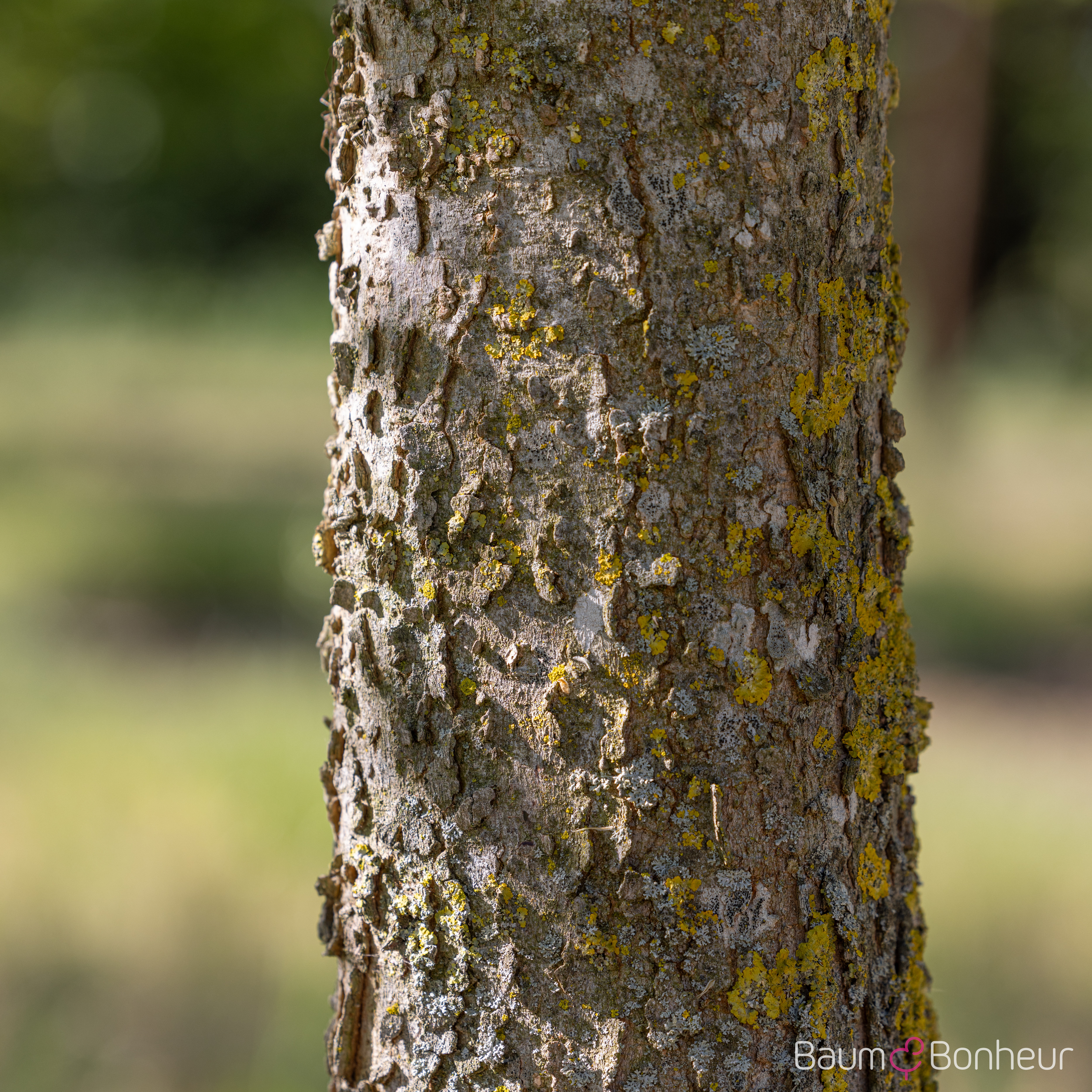 Celtis occidentalis