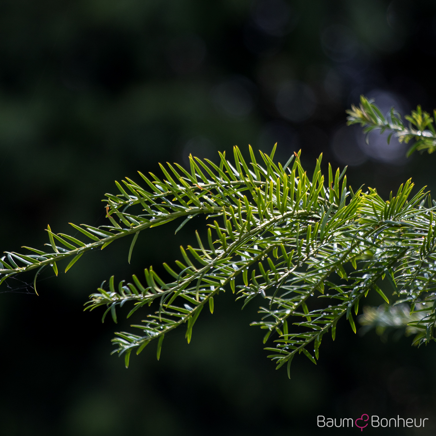 Taxus baccata