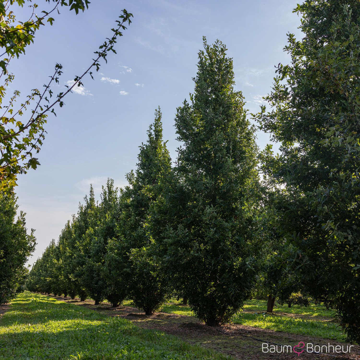 Quercus bicolor 'Crimson Spire'